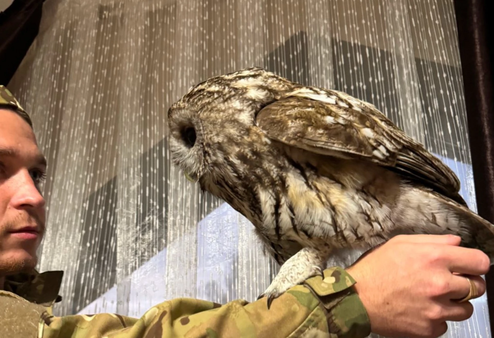 Прикордонник врятував сову. Птаха назвав Андрієм