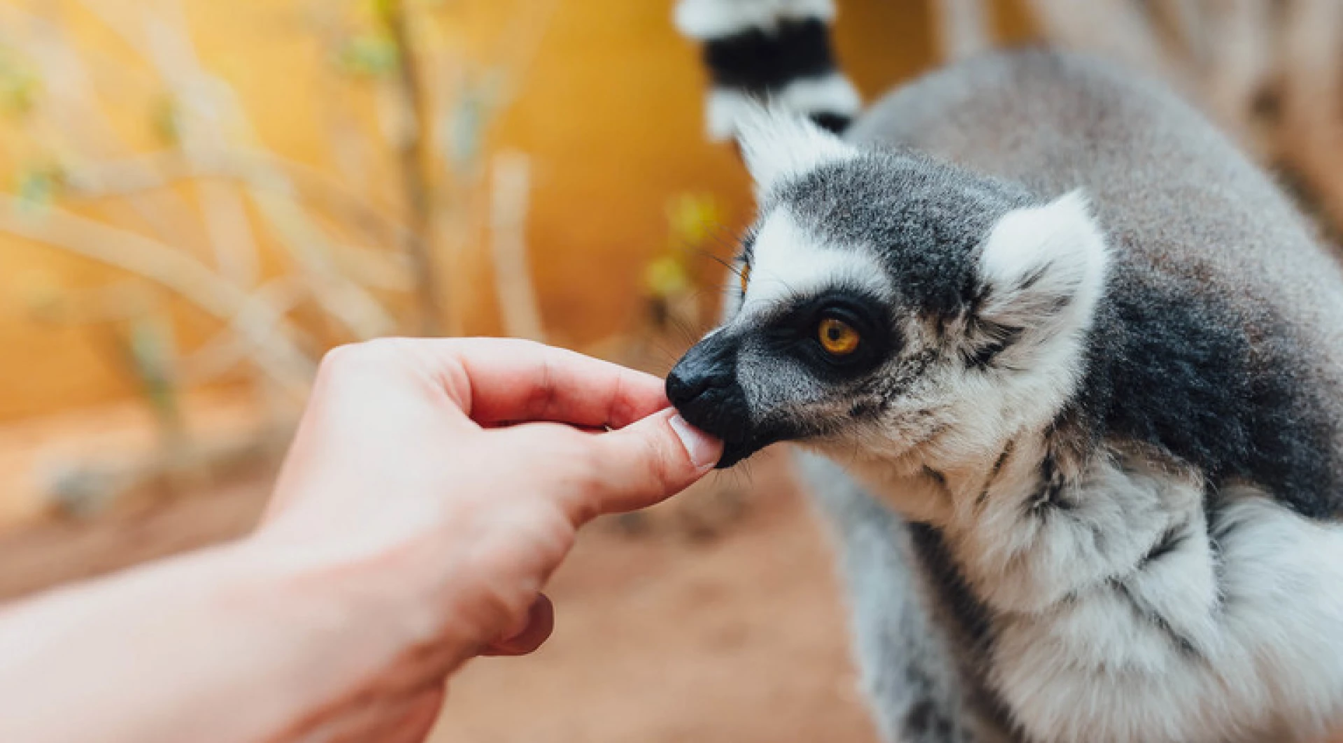 Контактні зоопарки Київщини: місця, де тварин можна не лише побачити, а й торкнутися