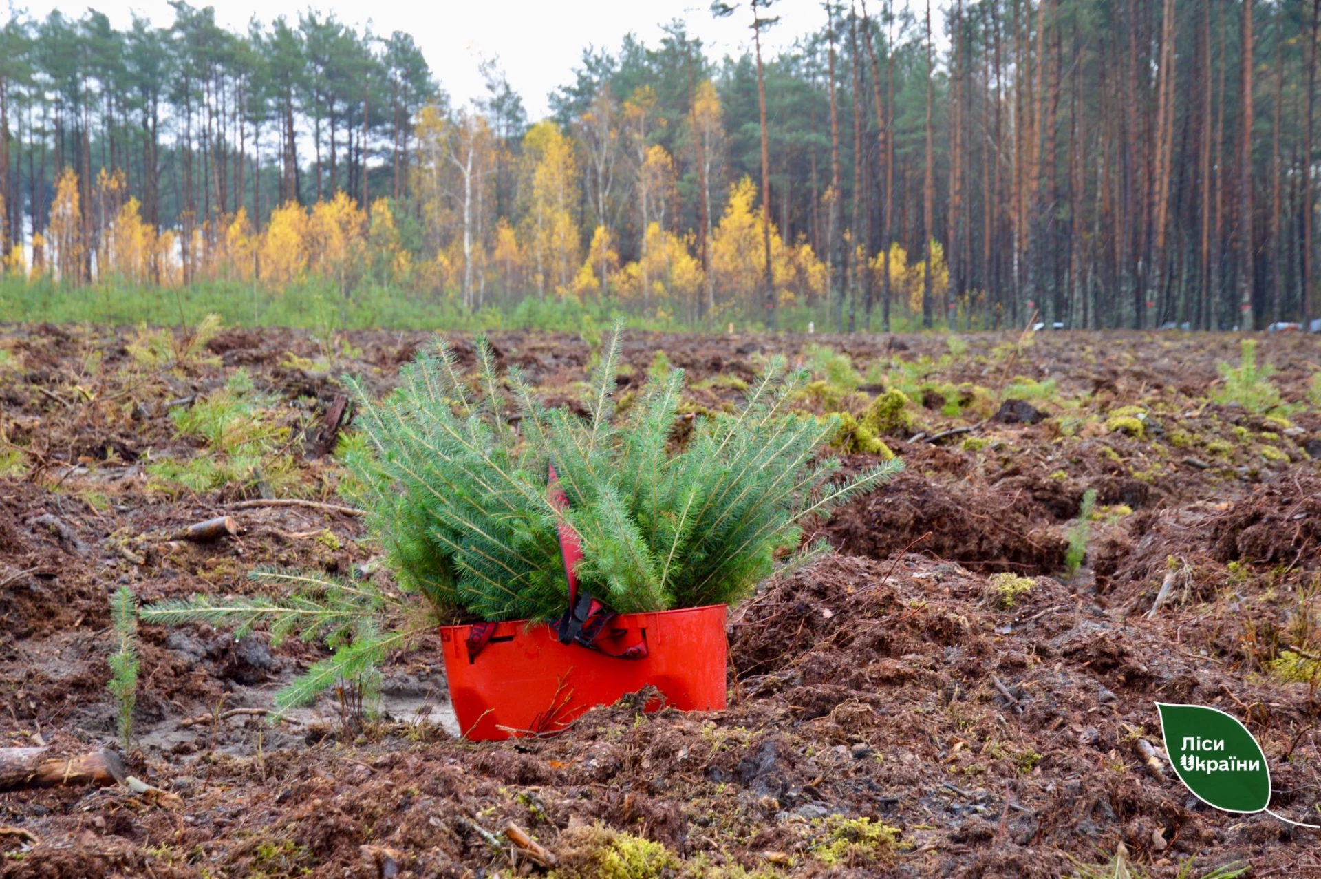 ДП «Ліси України» у 2025 році вдалося скоротити площу пожеж в 4 рази