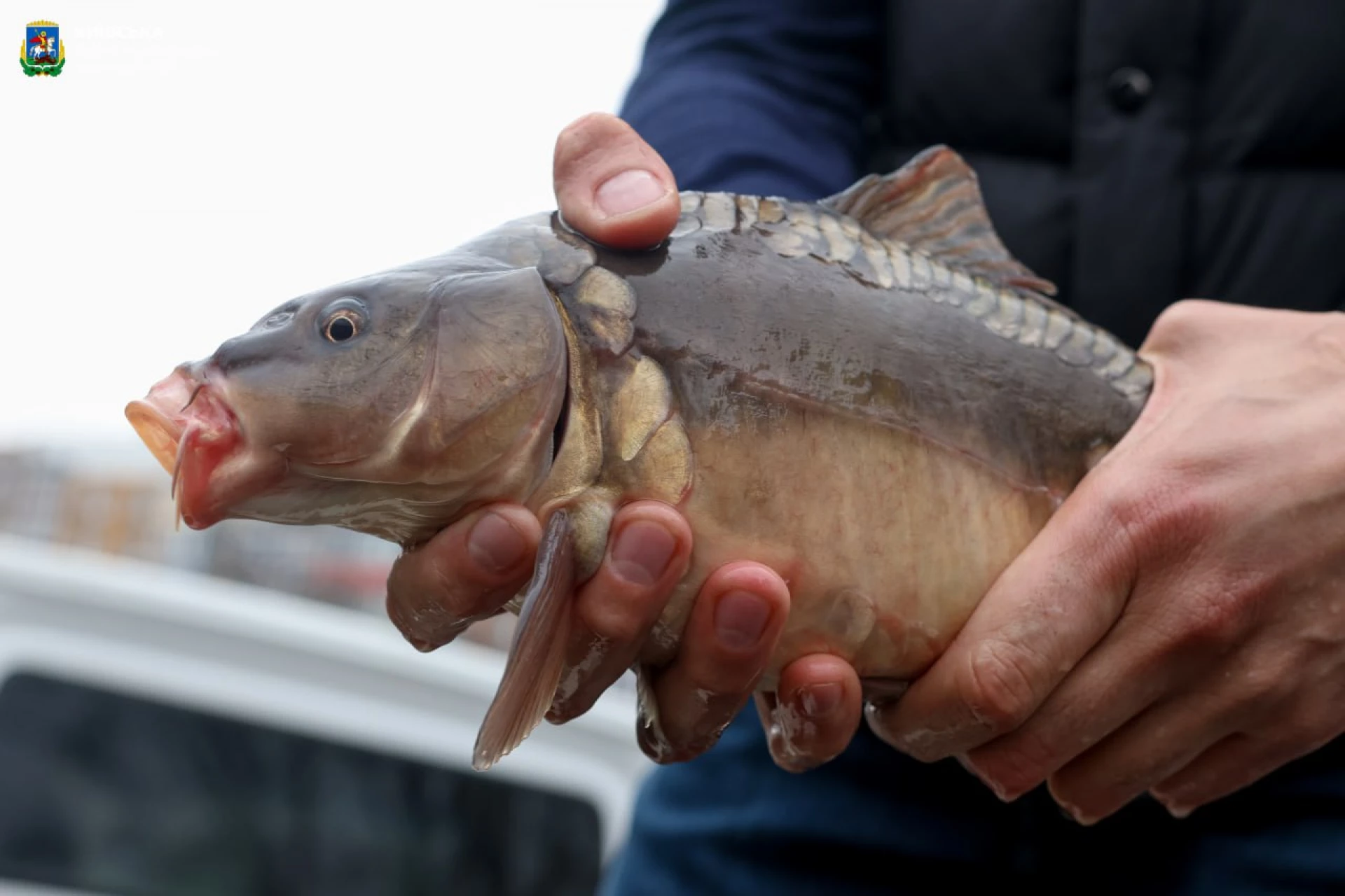 У Бородянці зарибили каскад озер