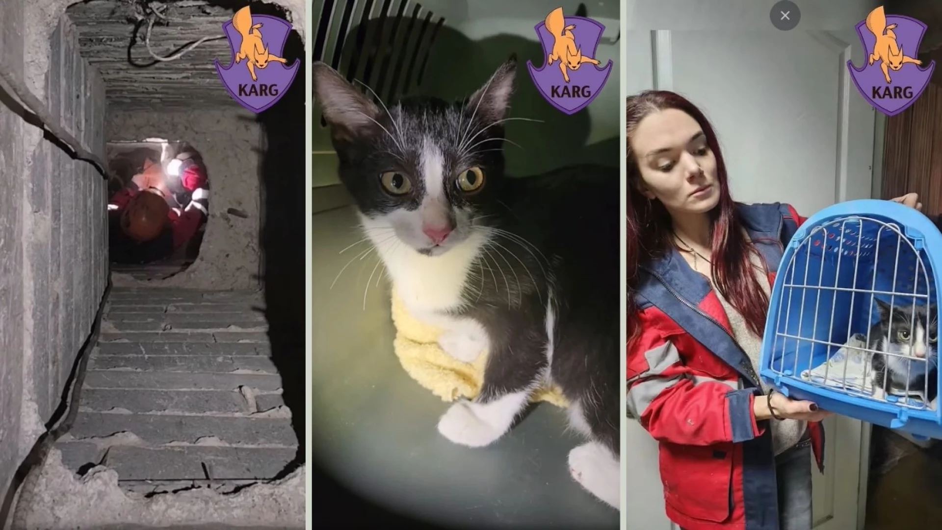 У Києві врятували кота, який впав у вентиляційну шахту з даху багатоповерхівки