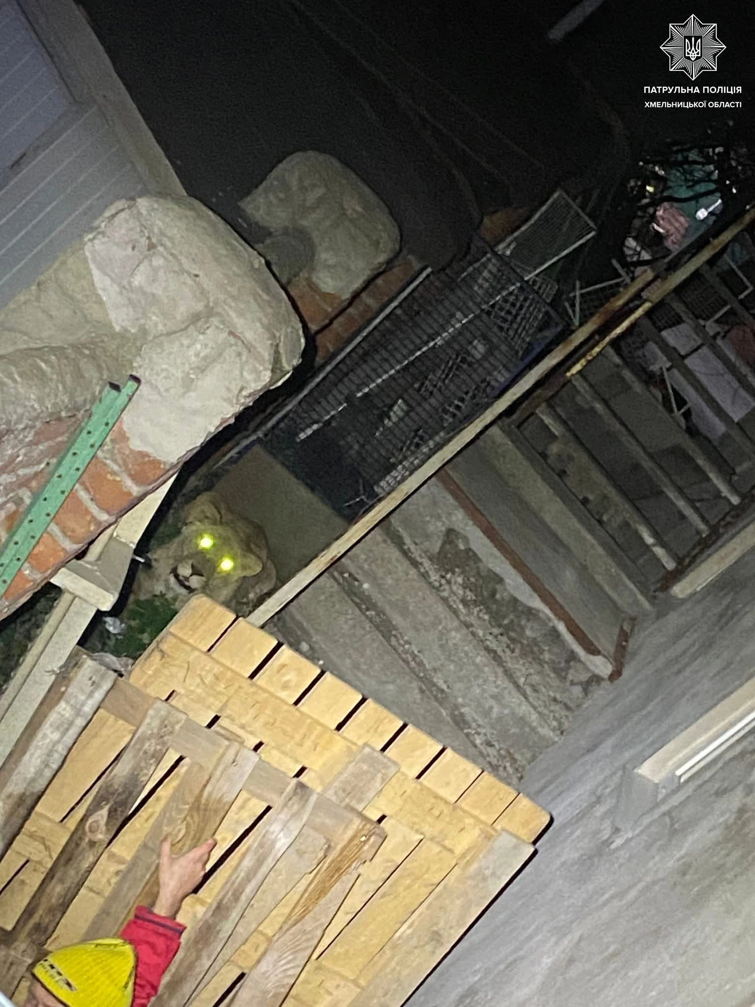 Впіймали левиць, які втекли у Хмельницькому