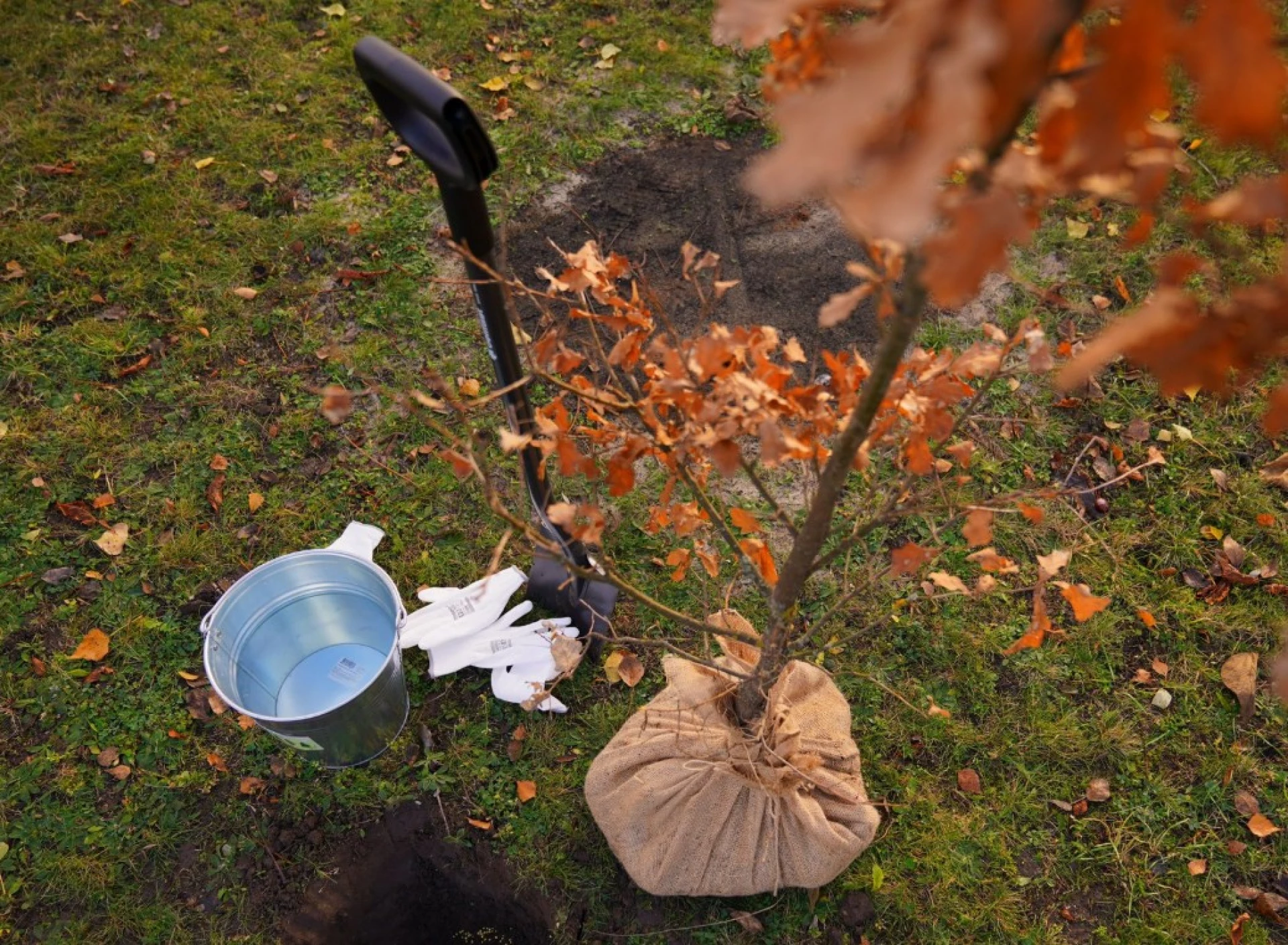 У Черкасах висадили символічне мільярдне дерево