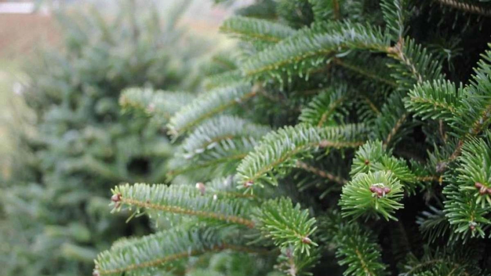 Де купити ялинку в Києві: перелік локацій