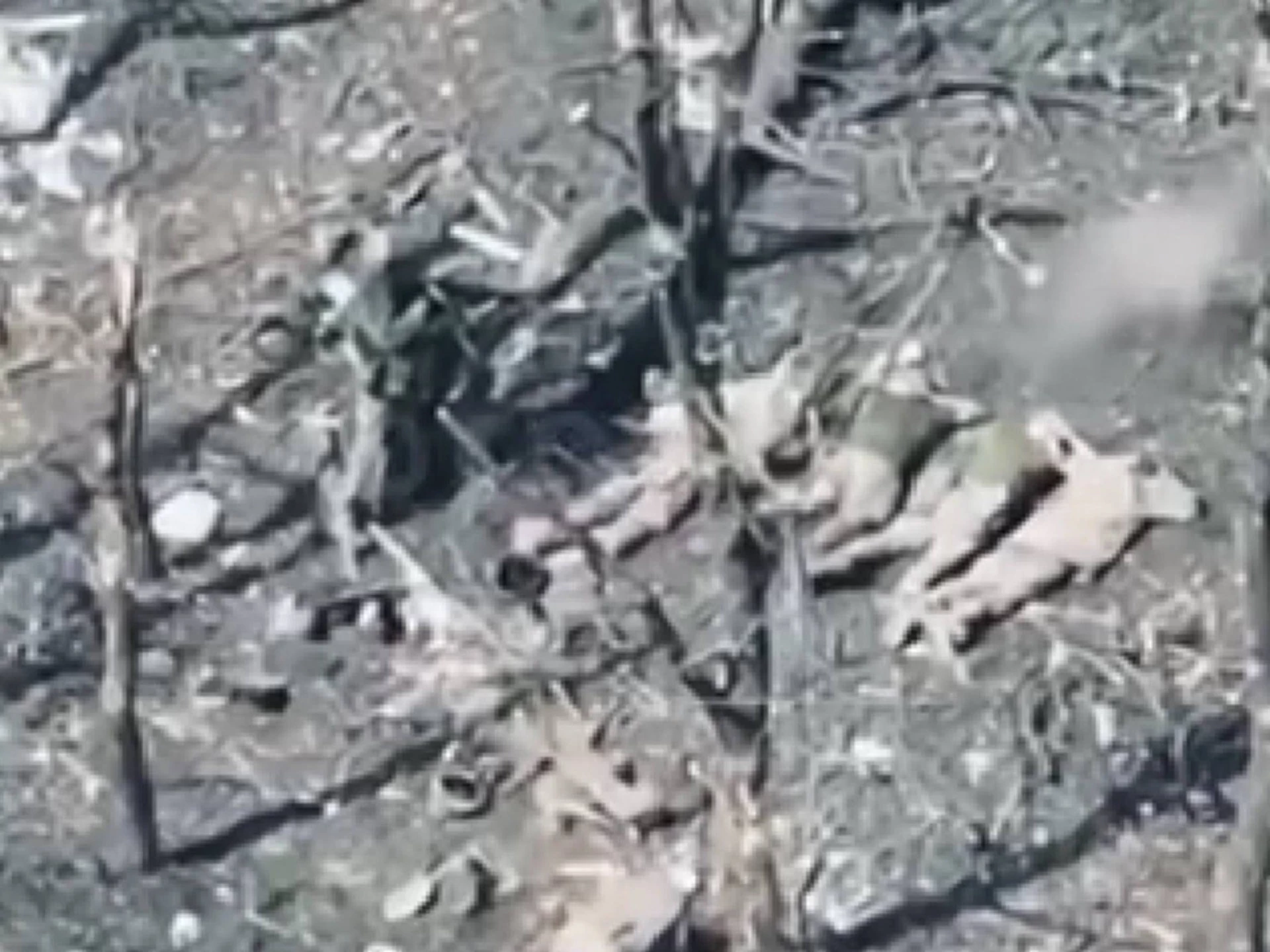 Росія стратили 5 українських військових