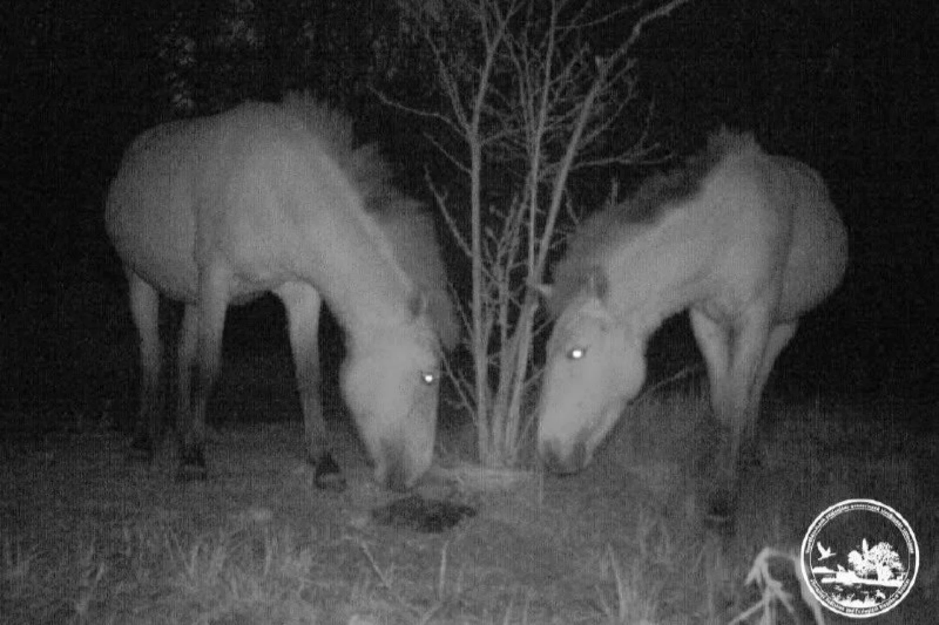 У Чорнобильському заповіднику фотопастка зафіксувала рідкісних коней Пржевальського