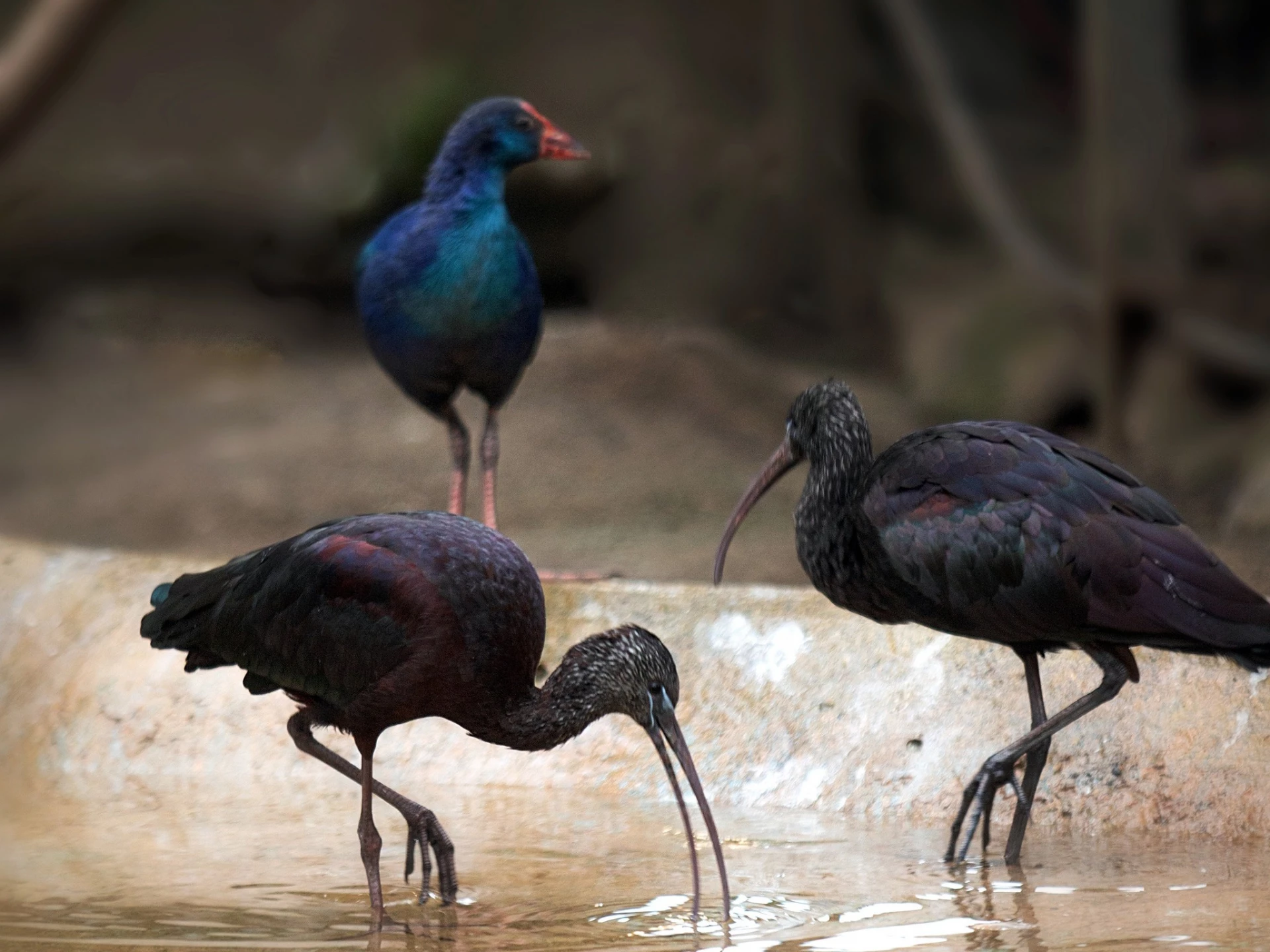 У КиївЗоо зграя екзотичних птахів оселилася в зимовому павільйоні