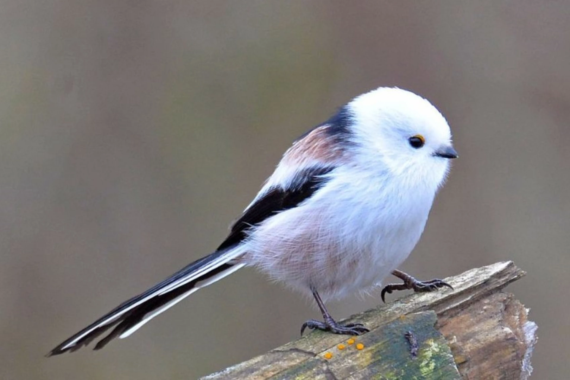 У Чорнобильському заповіднику зафіксували синицю довгохвосту