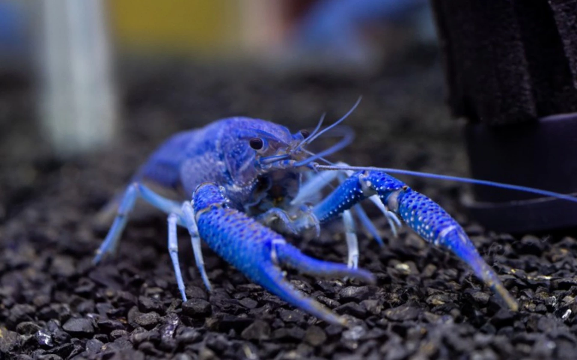 Хмельничанка створила акваферму для вирощування блакитних раків і креветок