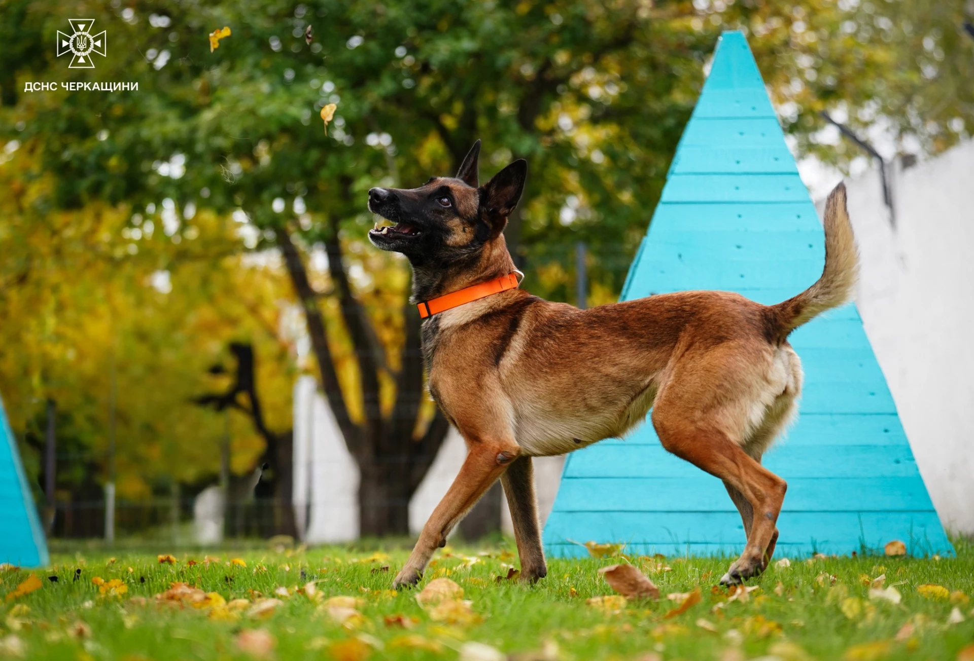 Собака черкаських рятувальників успішно склала атестацію та отримала офіційний допуск до виконання завдань