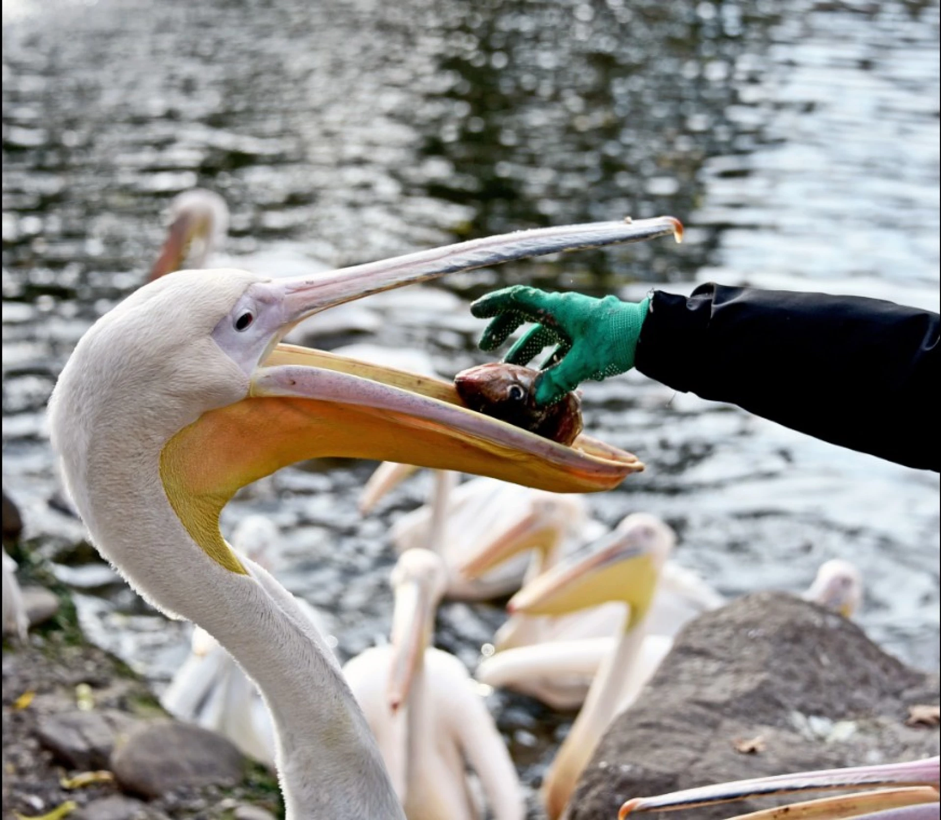 У київському зоопарку проводять останні пеліканячі пікніки