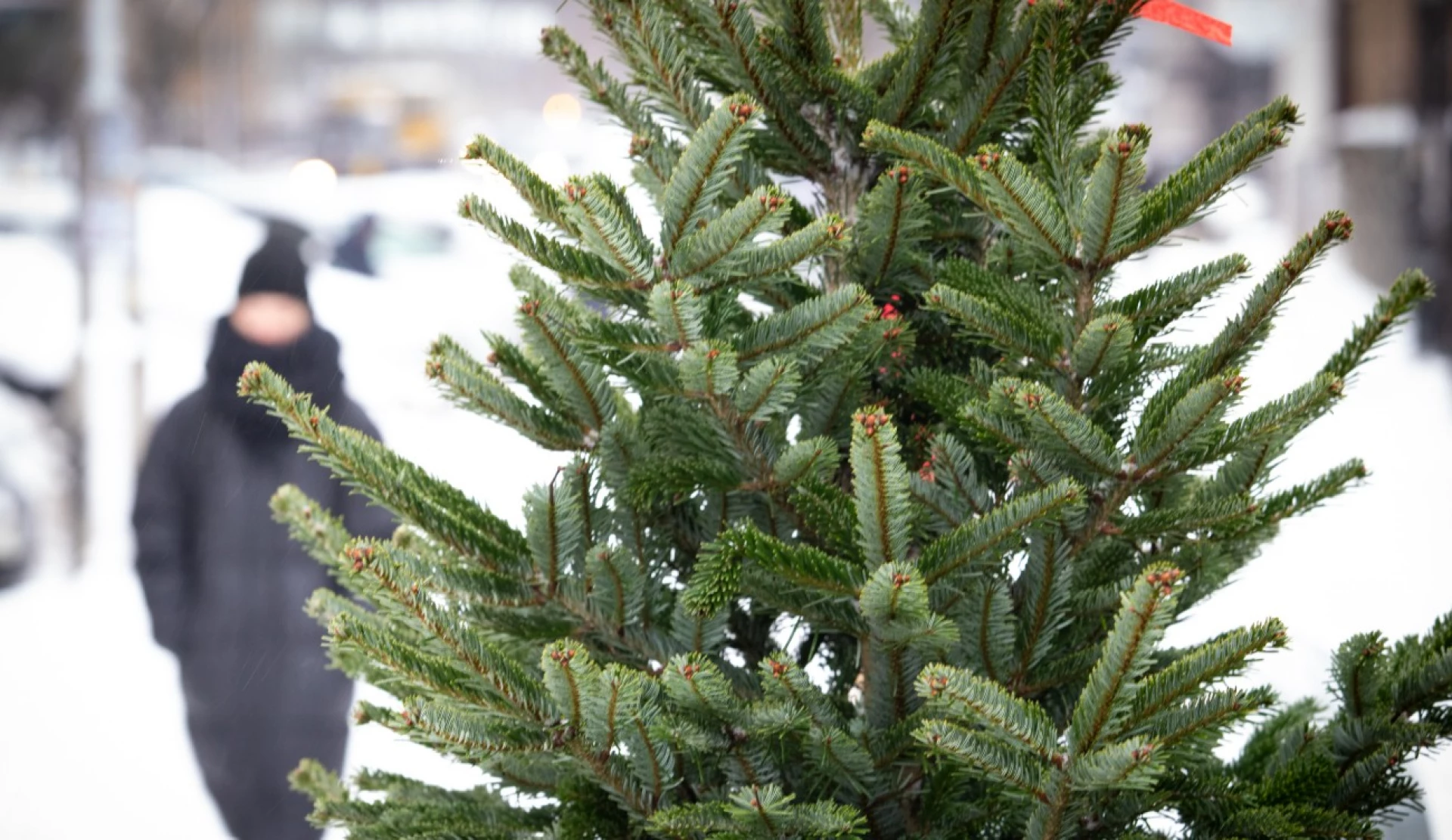 Де купити ялинку у Черкасах: локації та ціни