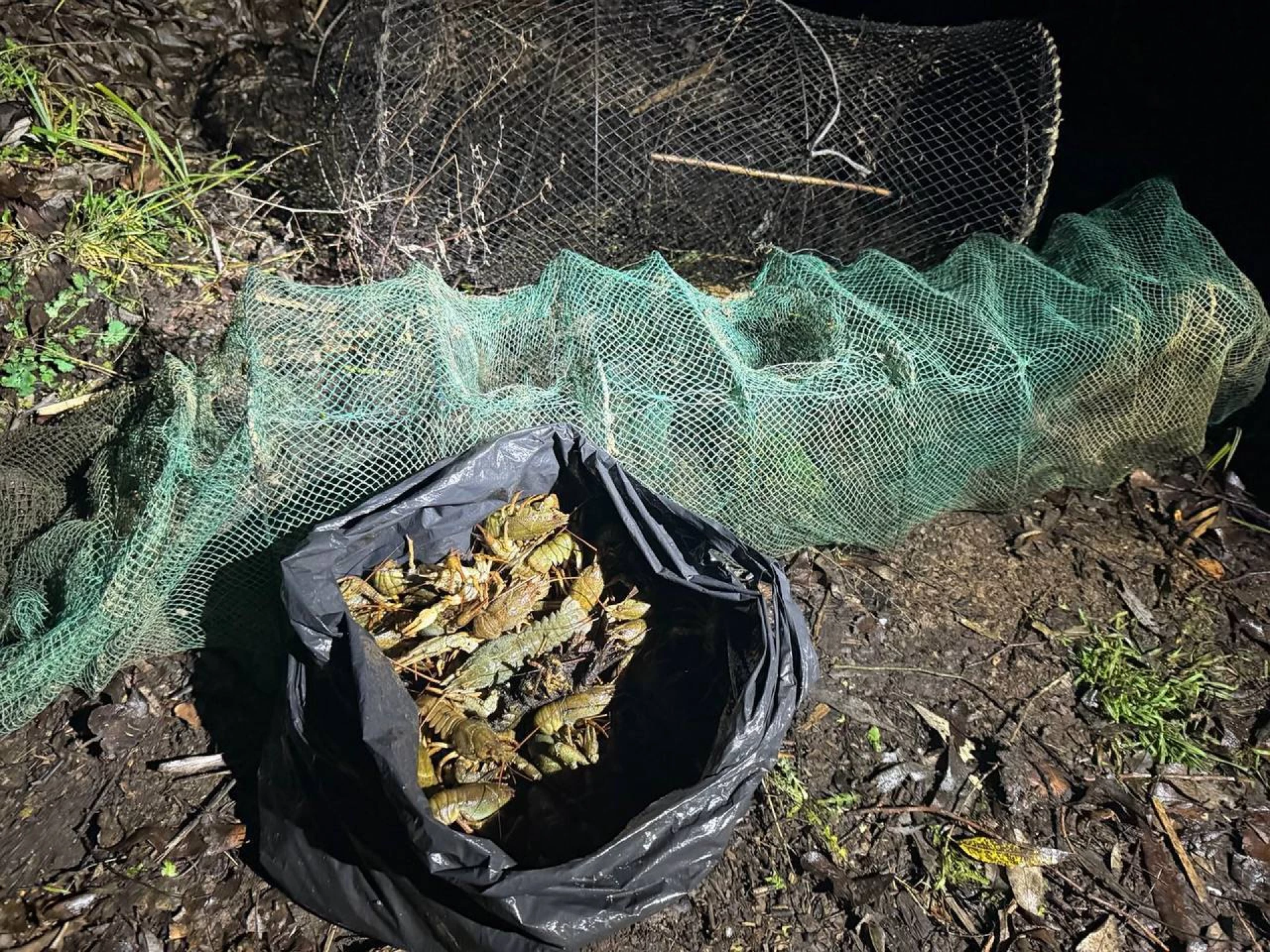 Черкаські рибоохоронці викрили незаконний вилов раків на двох водоймах