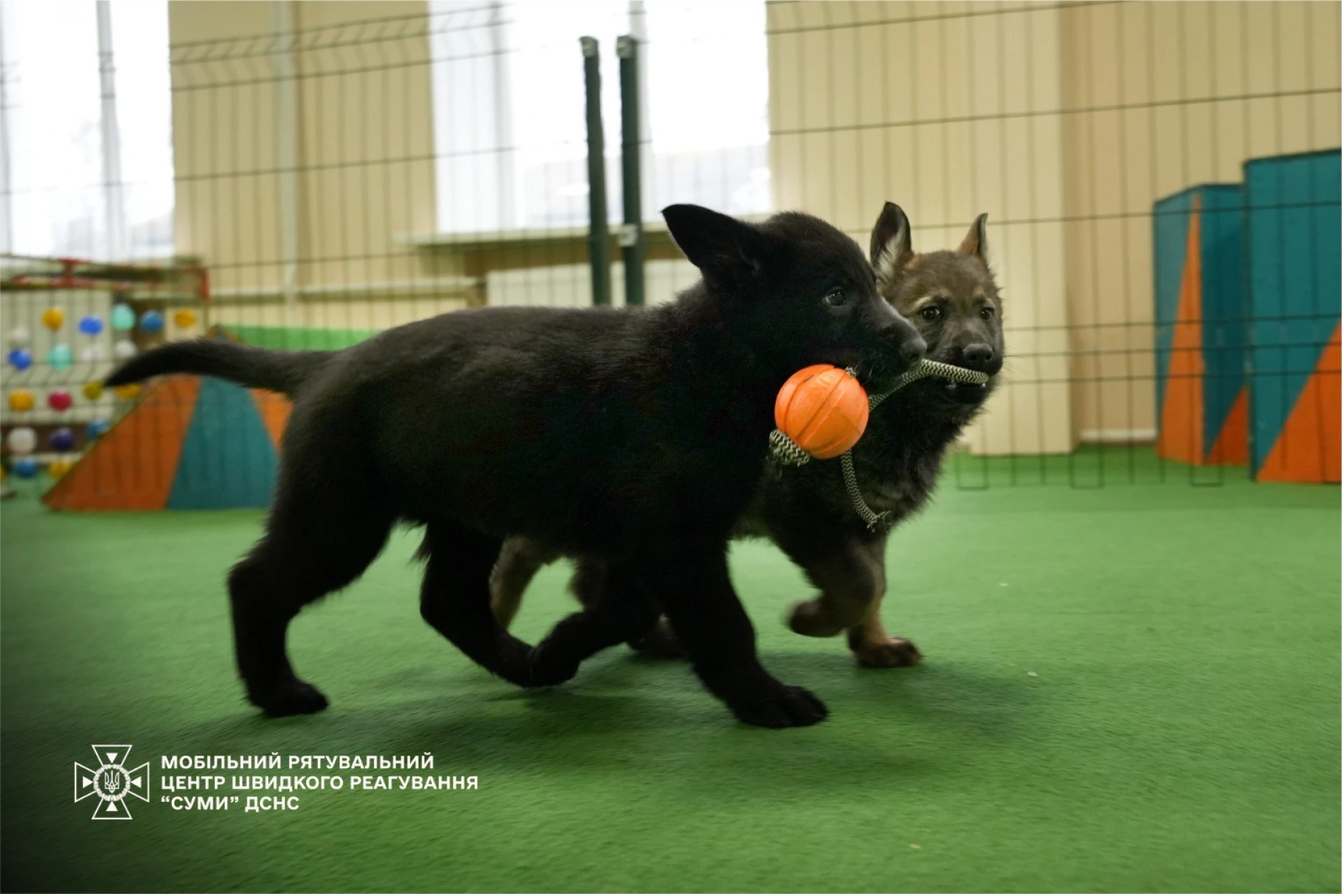 Семеро цуценят народилися у розпліднику ДСНС. Фото і відео