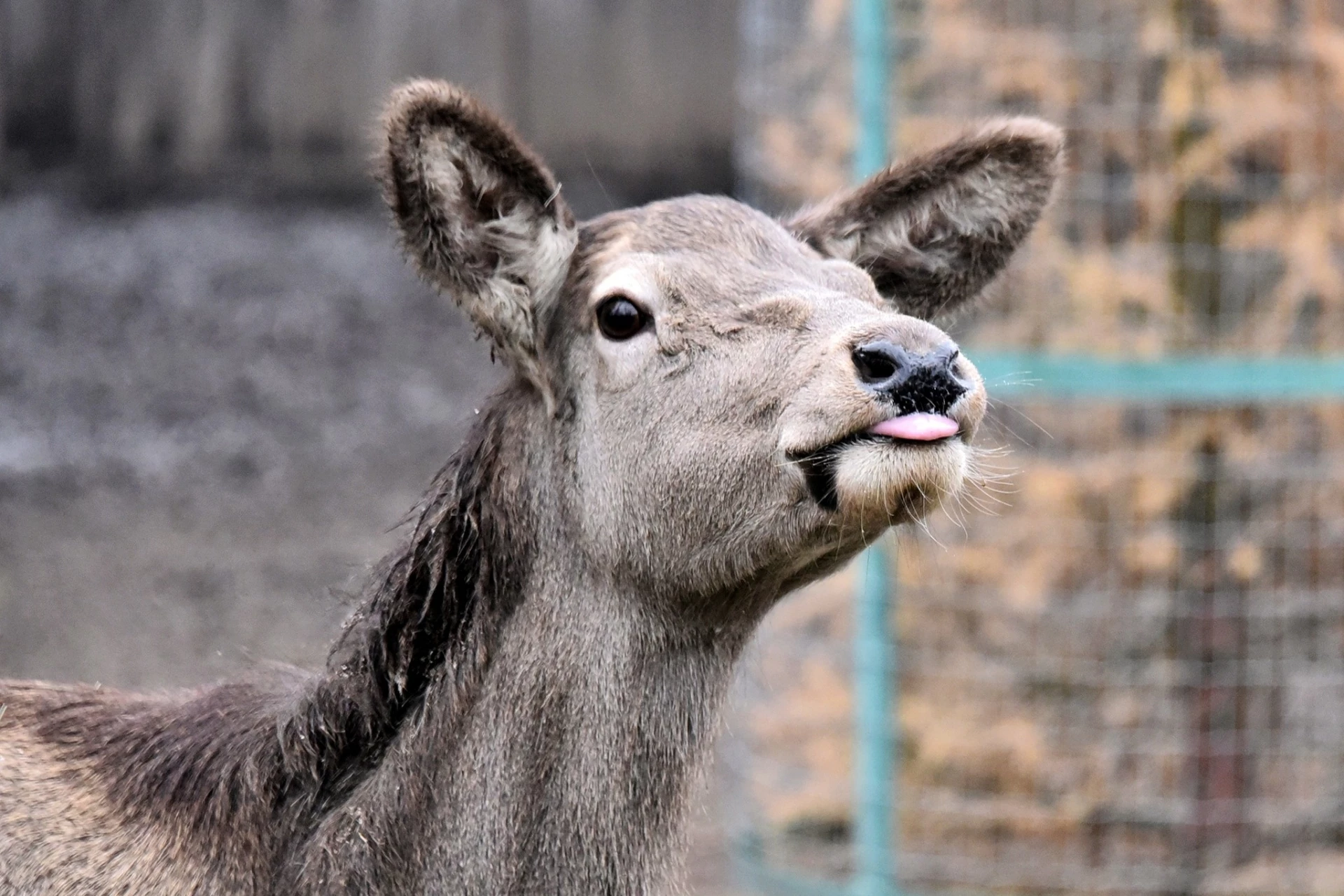 Яблучні частування у День святого Миколая в КиївЗоо: розклад