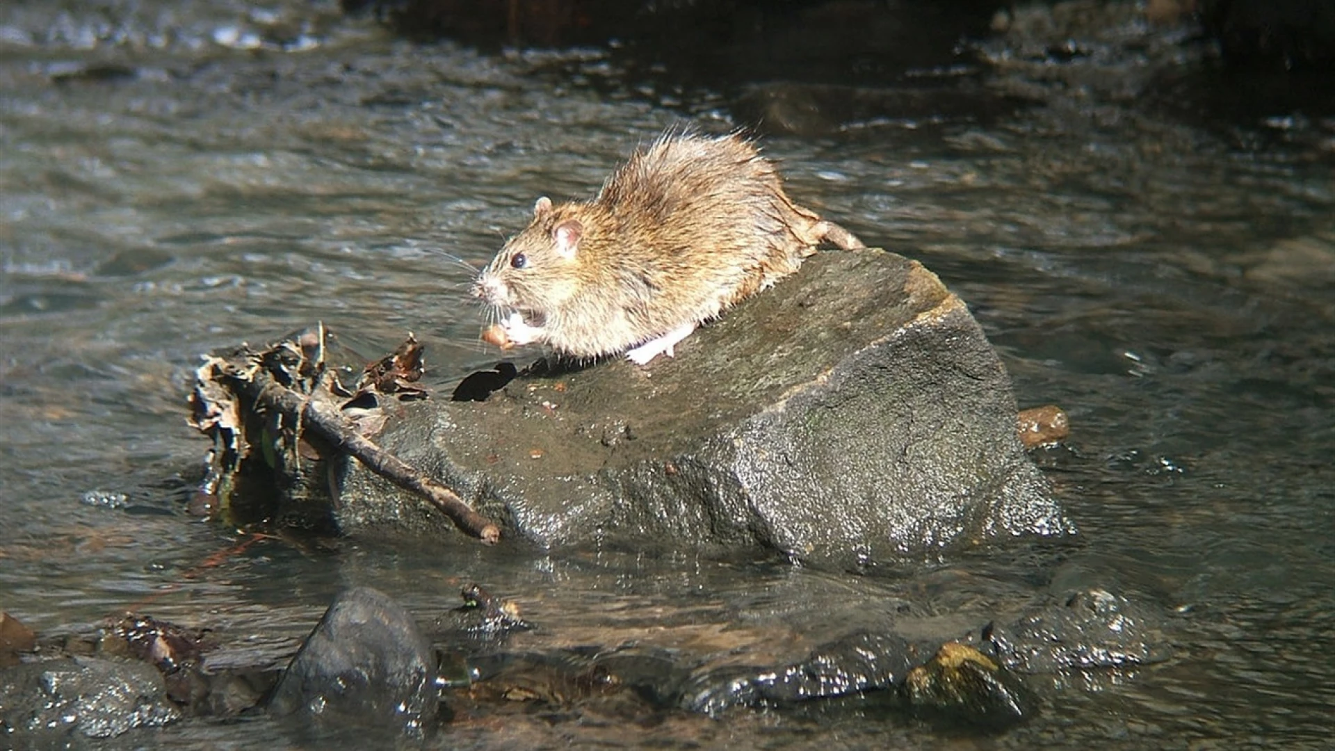 На Черкащині зареєстровано нові випадки лептоспірозу