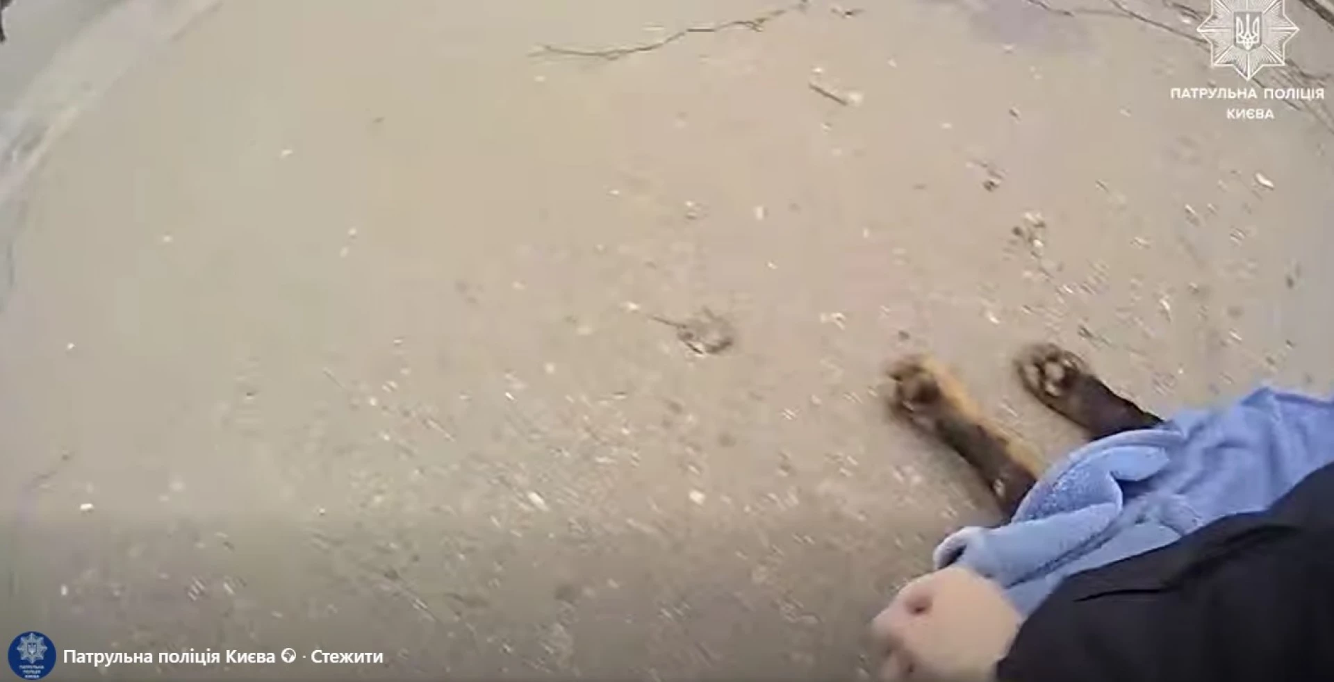 У Києві патрульний застрелив собаку, який вкусив його при спробі допомогти людям