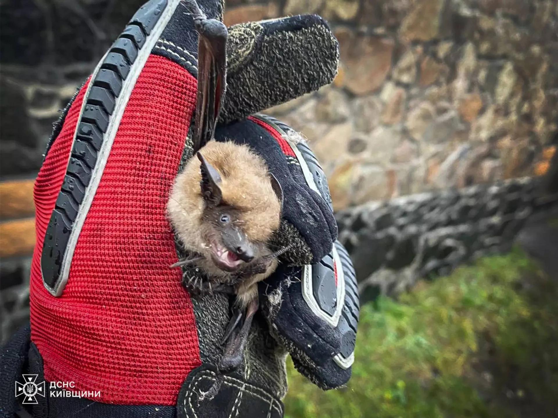 Сховався за диван: у Переяславі надзвичайники врятували кажана
