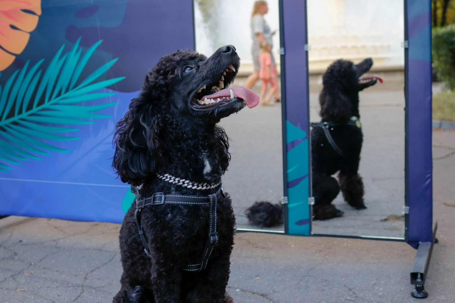 На ВДНГ проведуть 19-й фестиваль адопції тварин
