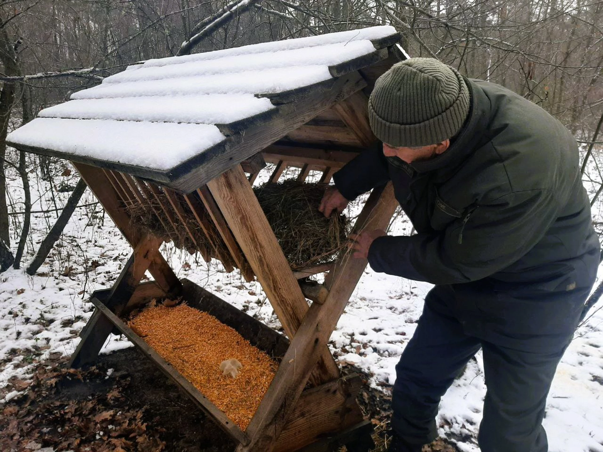 У лісах Києва тривають заходи з підтримки диких тварин у зимовий період