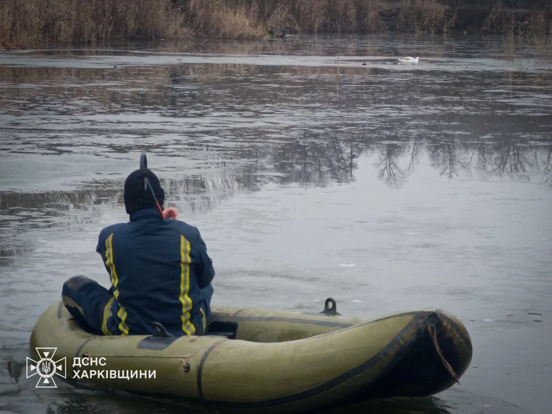 На Харківщині врятували лебедя, що заплутався у рибальській сітці