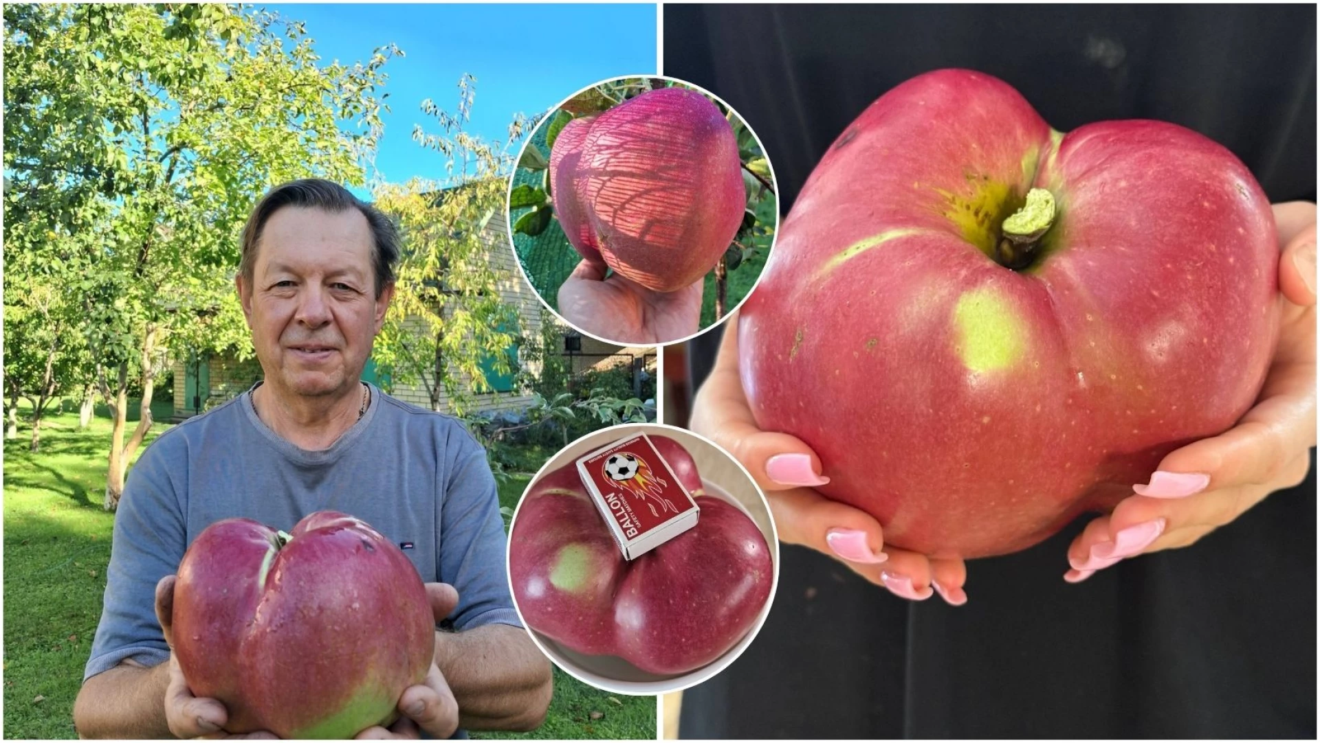 Киянин встановив рекорд, виростивши найбільше яблуко в Україні