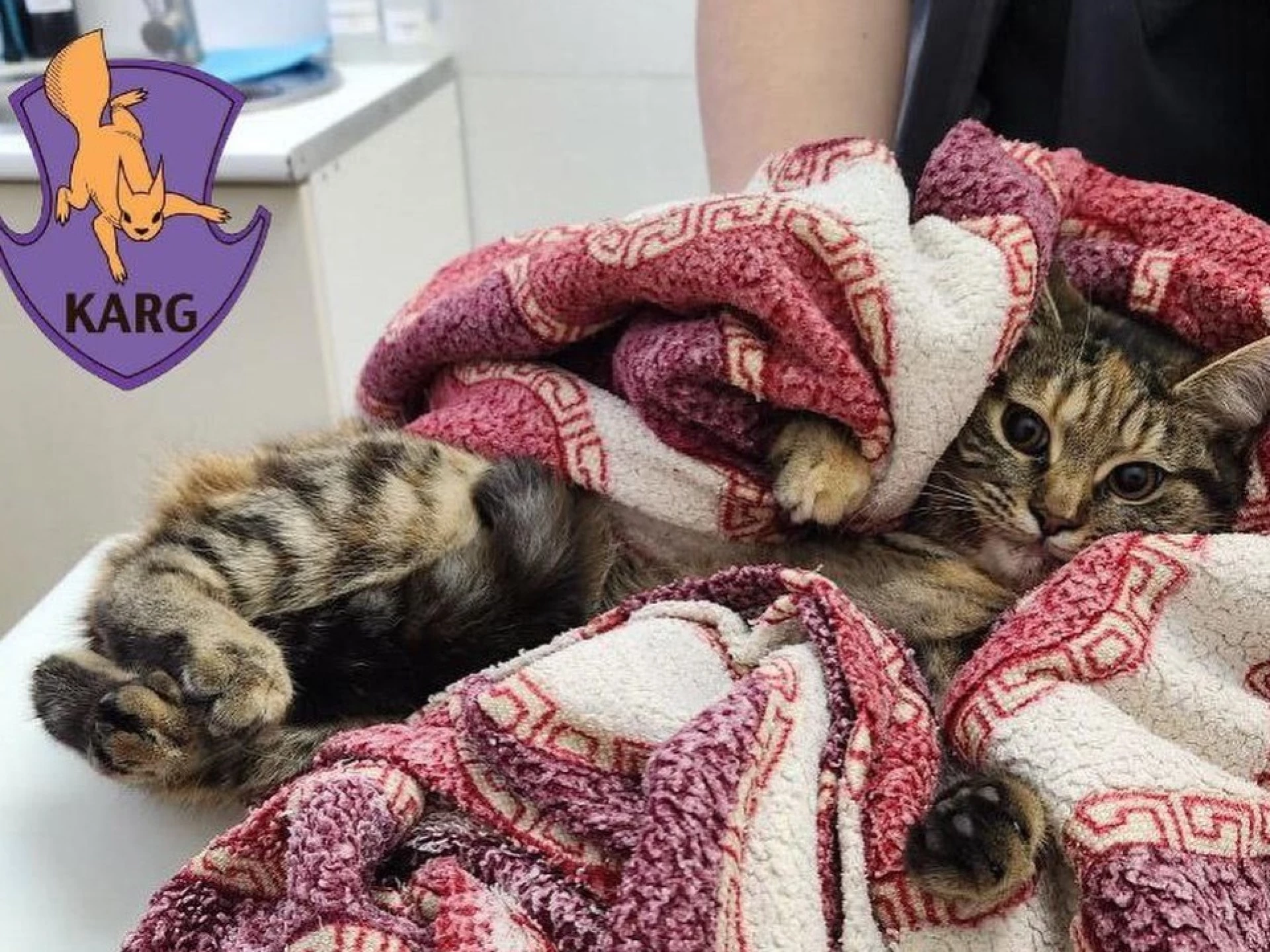 В Києві врятували кішку, яка застрягла у вікні