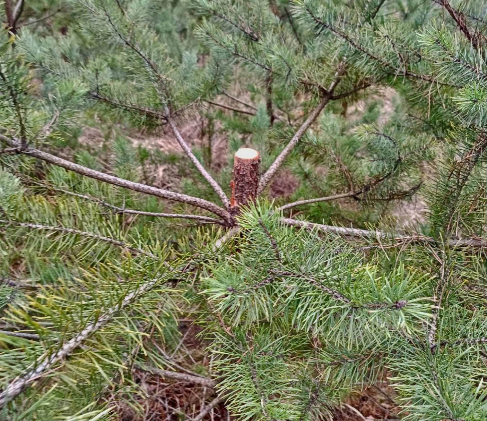 На Черкащині чоловік незаконно зрубав 23 сосни