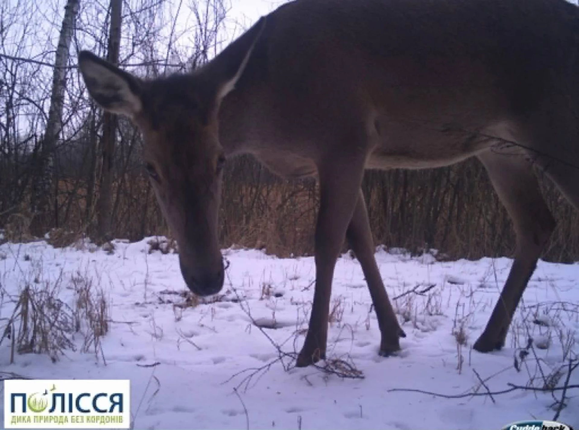 Допитлива олениця потрапила у фотопастку Чорнобильського заповідника