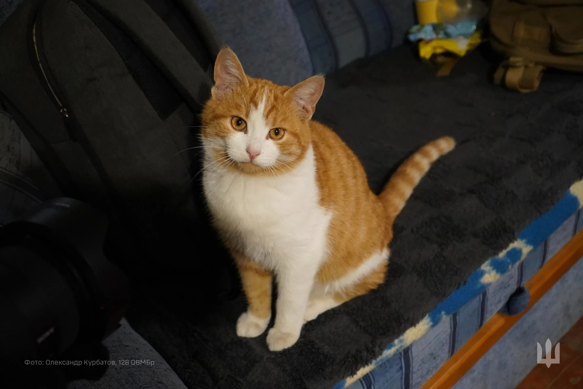 Кіт Рикошет став любленцем воїнів «Дикого поля» і вижив під час обстрілів