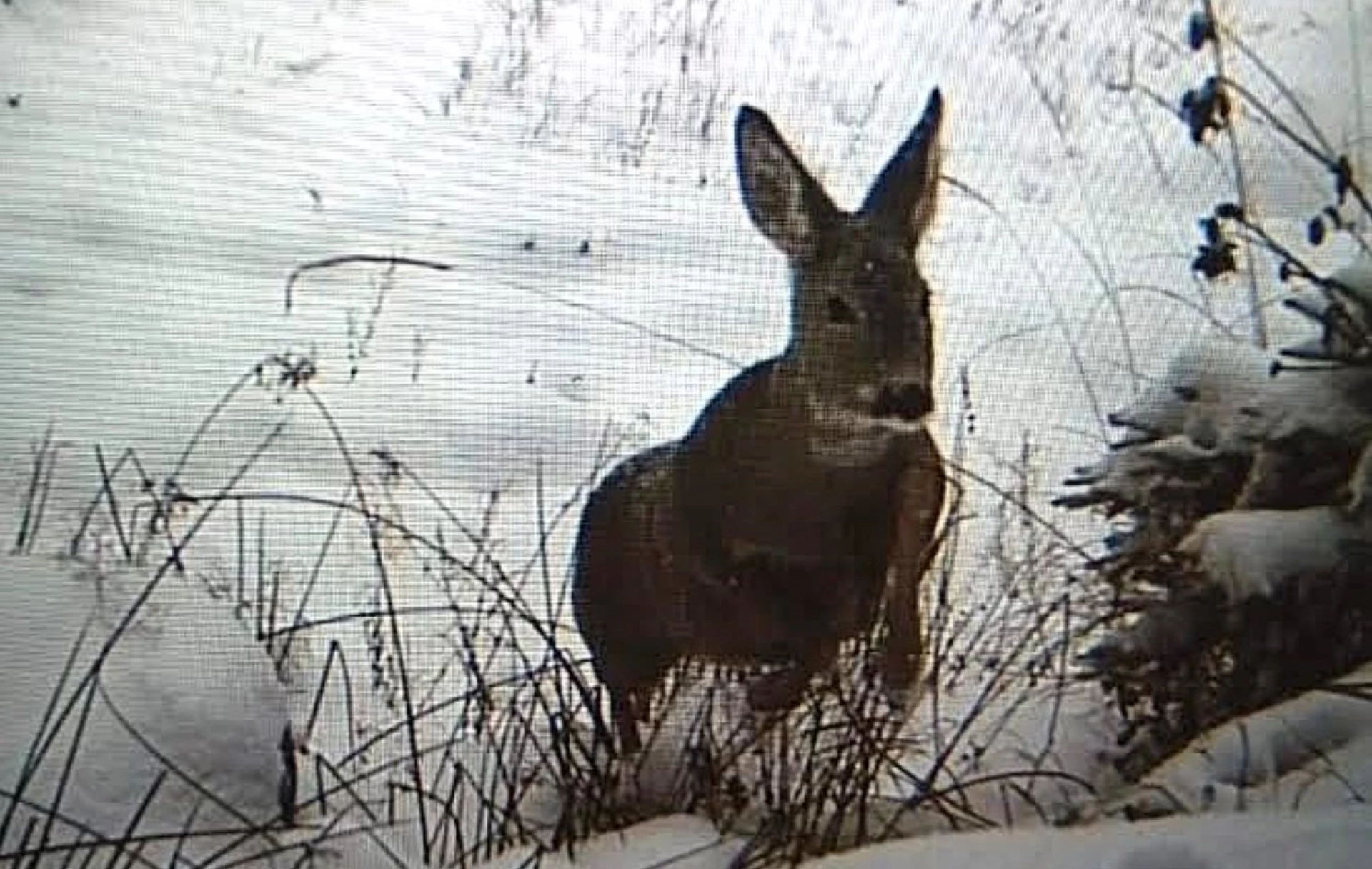 Фотопастки відзняли тварин у високогір’ї Карпат