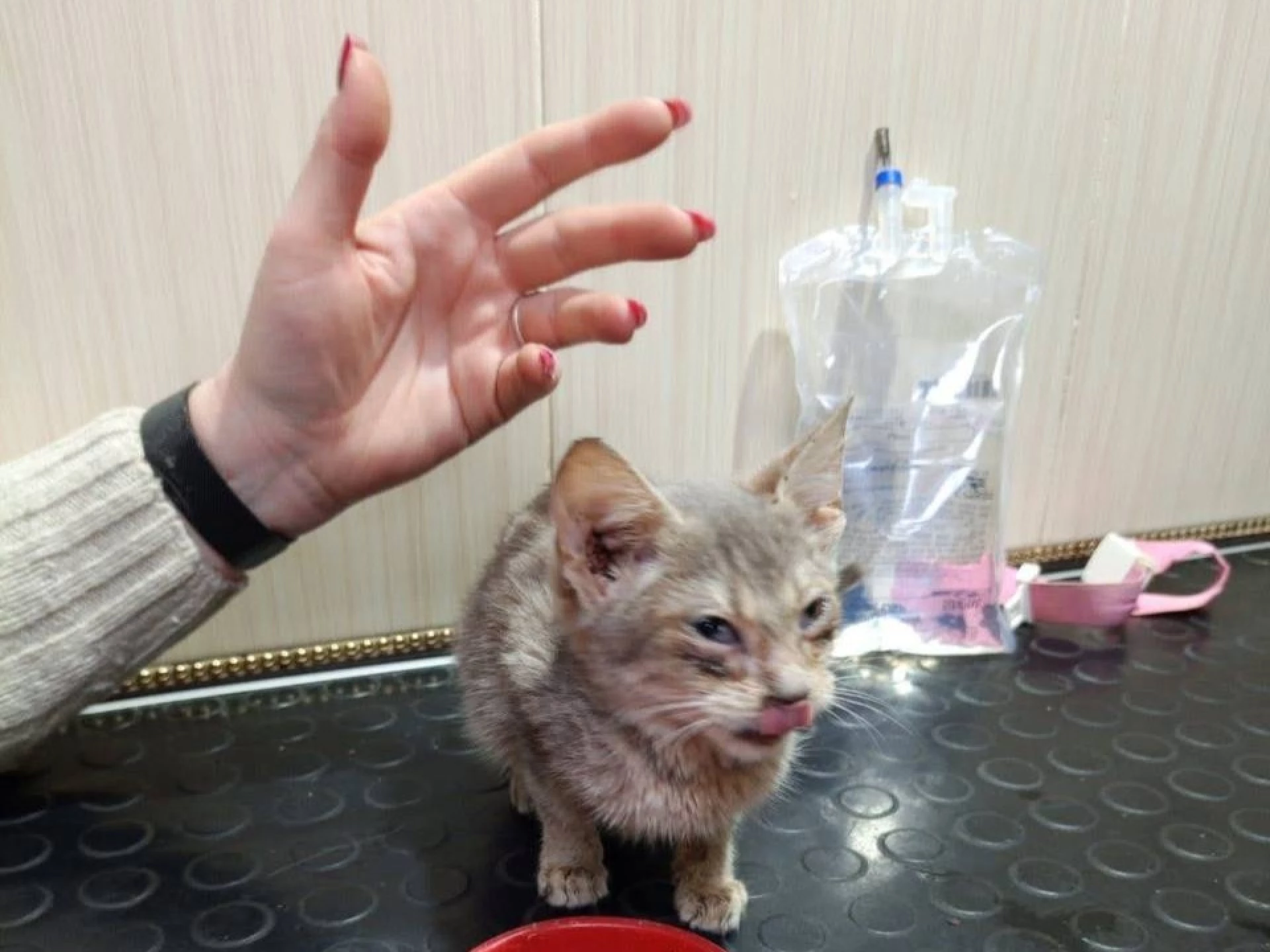 Поліція розслідує жорстоке поводження з кошеням на Білоцерківщині