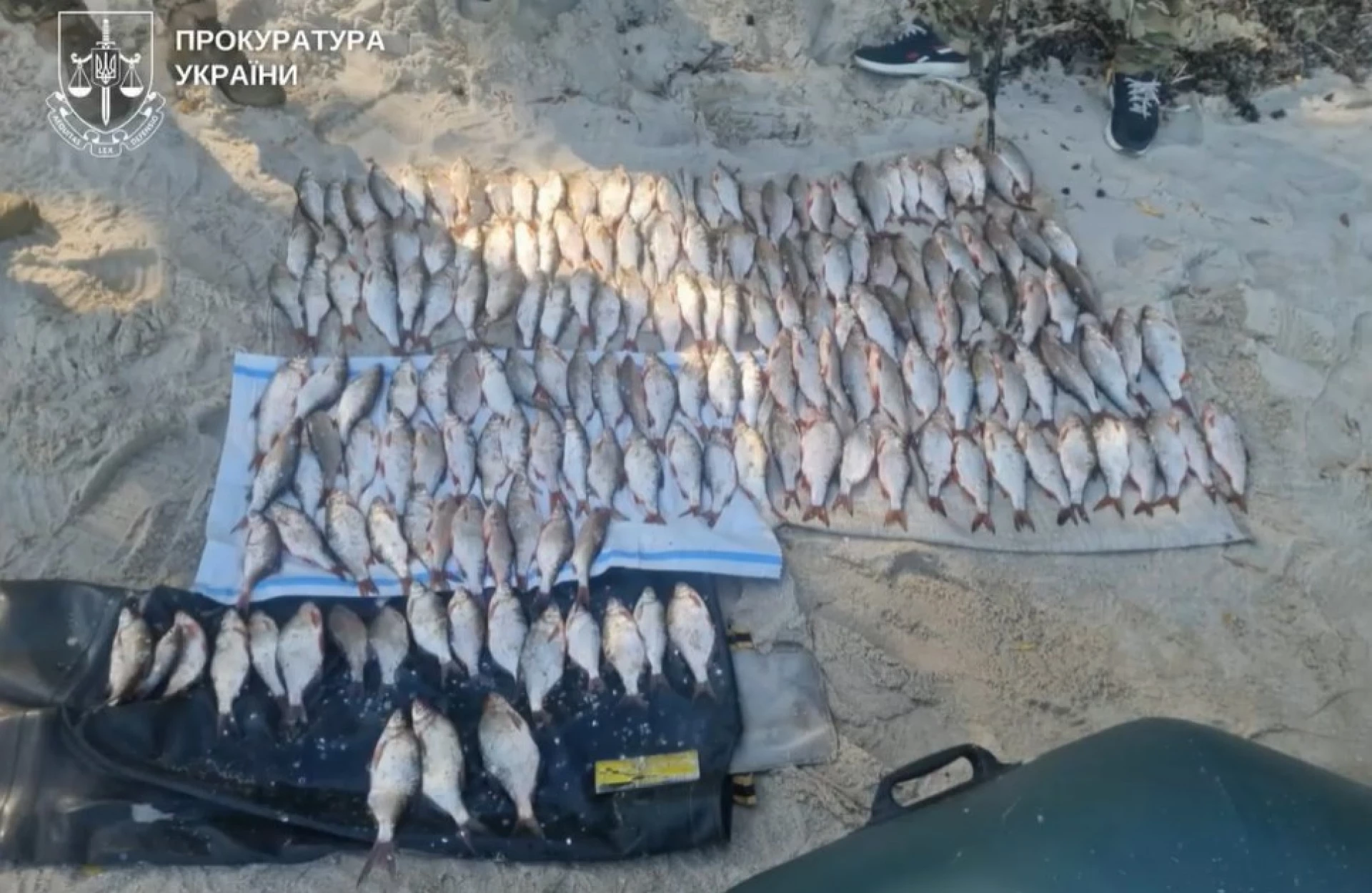 Судитимуть жителя Черкащини, що наловив у Дніпрі плітки, плоскирки і ляща