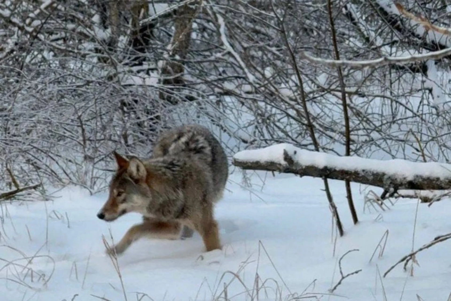 У Чорнобильському заповіднику показали фото допитливого вовка