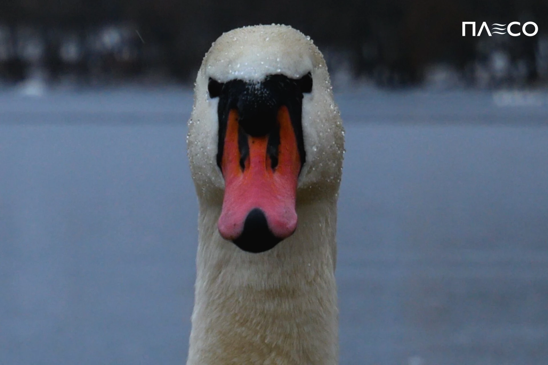 Киянам розповіли, як правильно підгодовувати птахів взимку