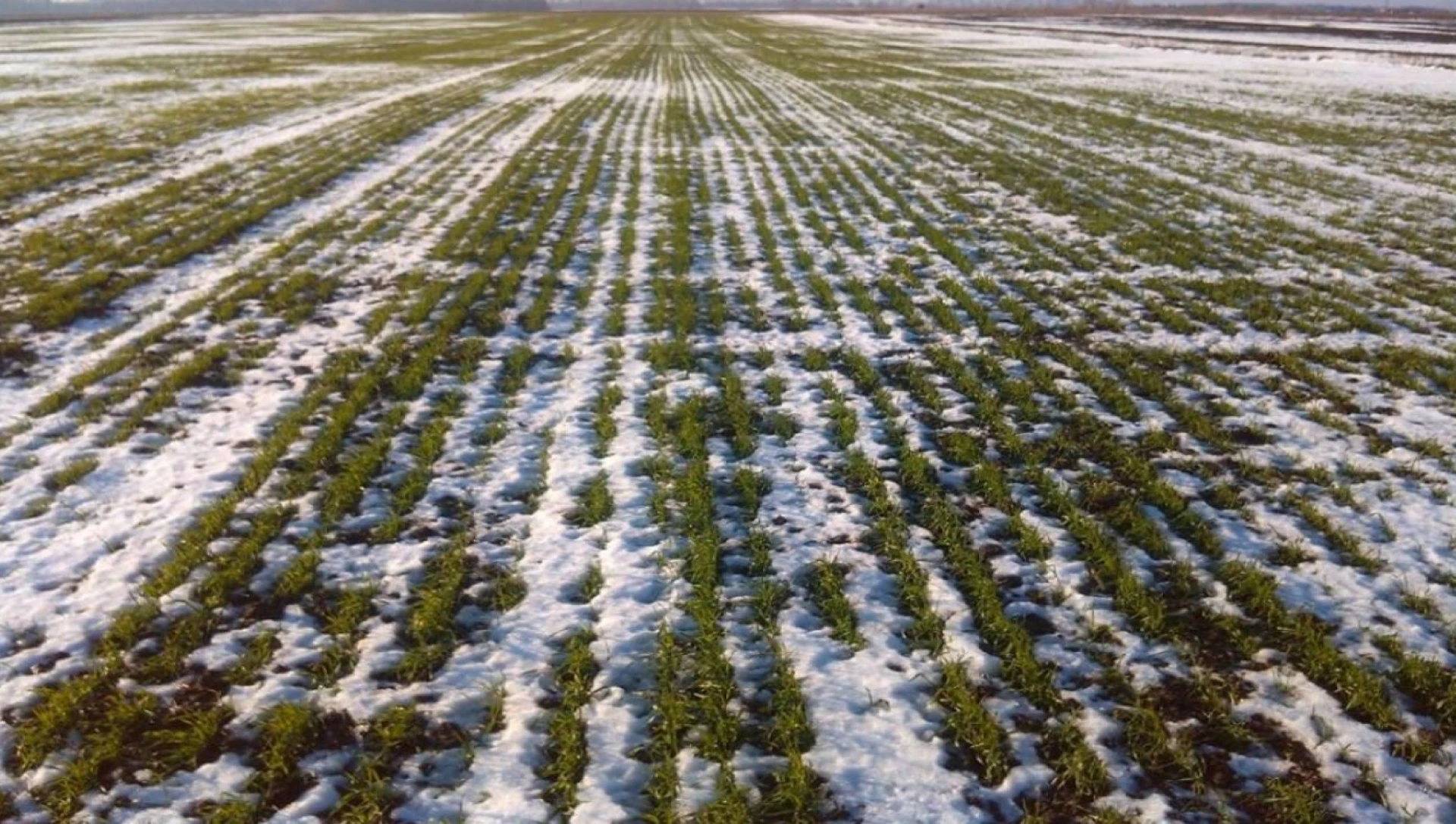 Озимина на Черкащині під загрозою вимерзання через Сибірський антициклон