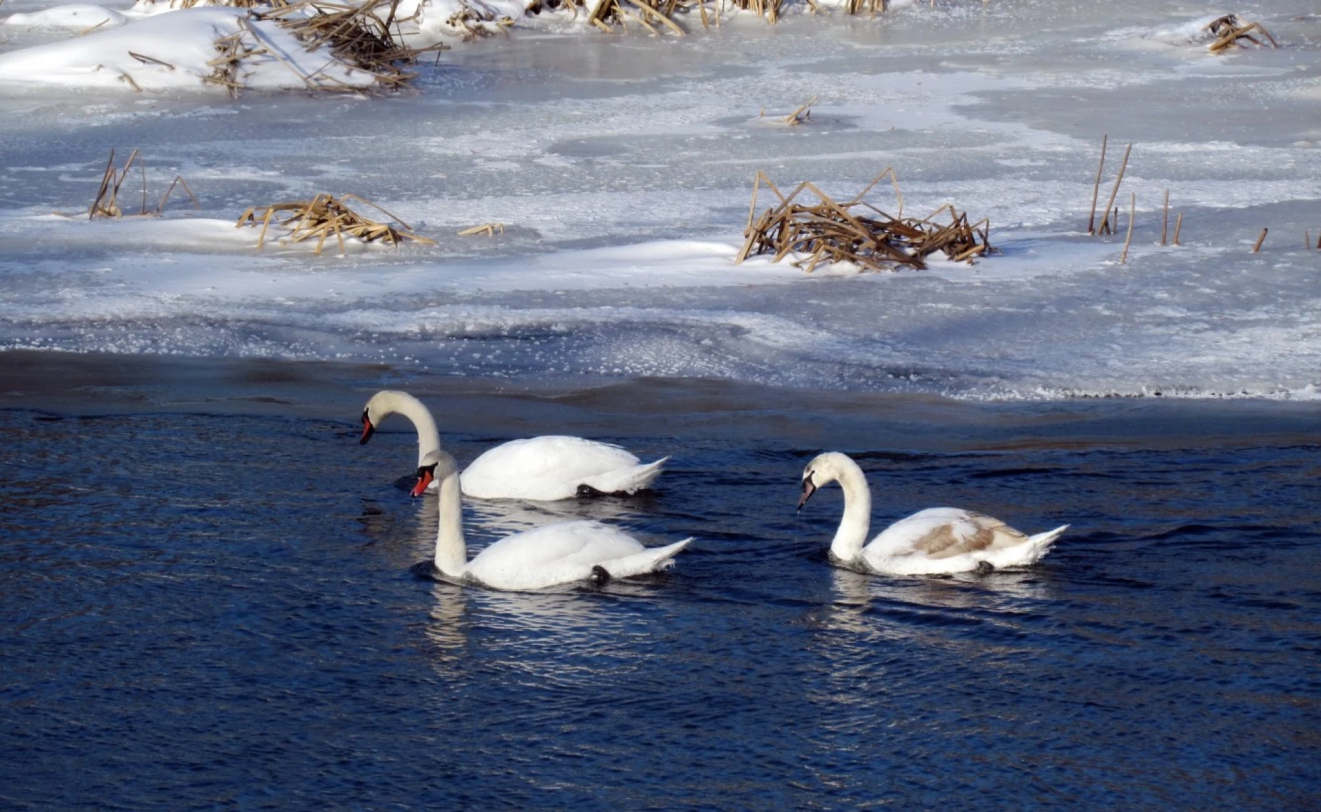 Закликають не годувати хлібом птахів, які зимують у Корсунь-Шевченківському парку