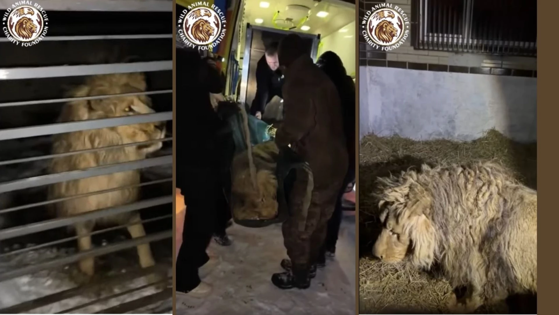 Евакуювався з Донеччини, пережив перетримку та потрапив до рук зооволонтерів: історія лева Хана