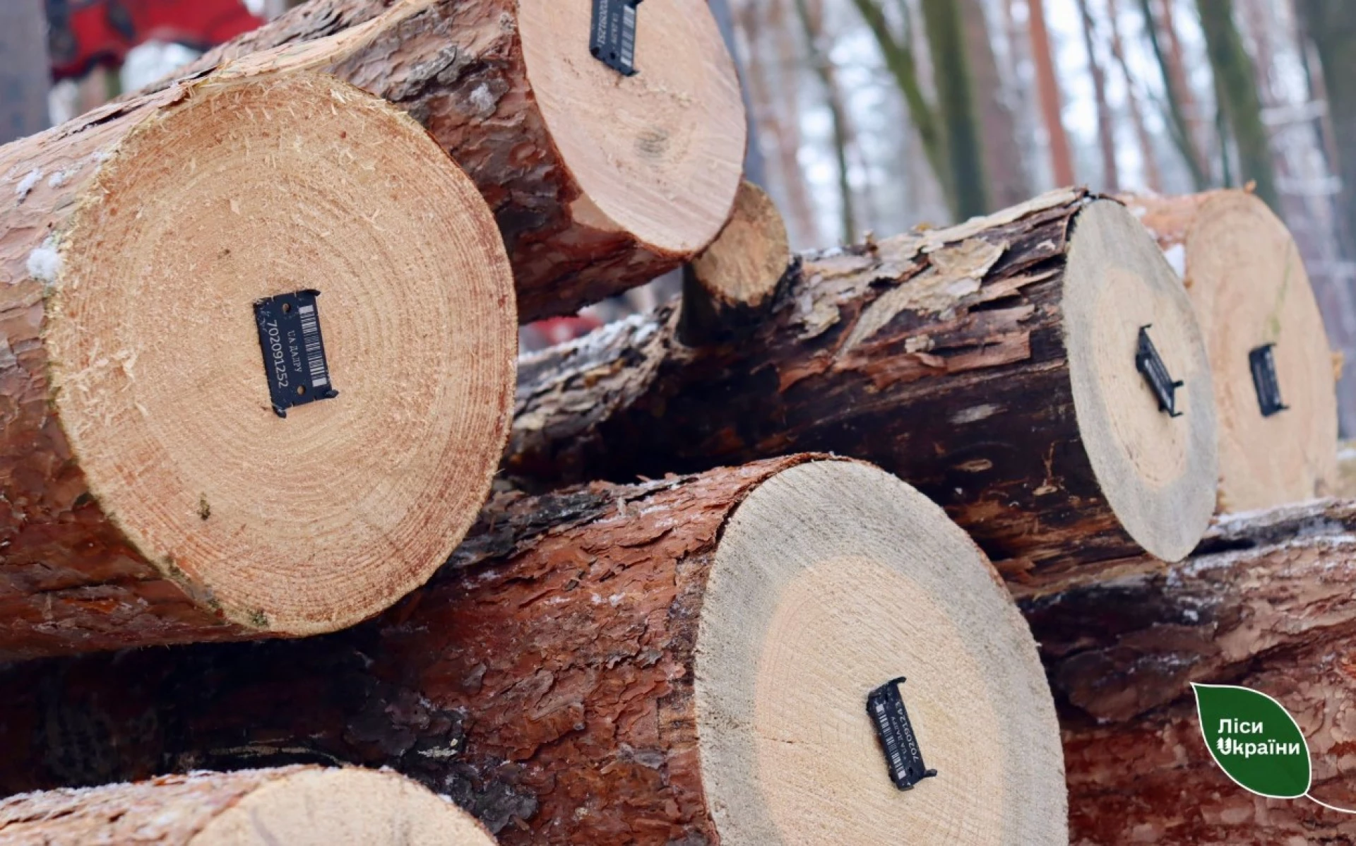 Надлісництва Черкаської області заготували 3,6 тис. кубічних метрів дров з початку року
