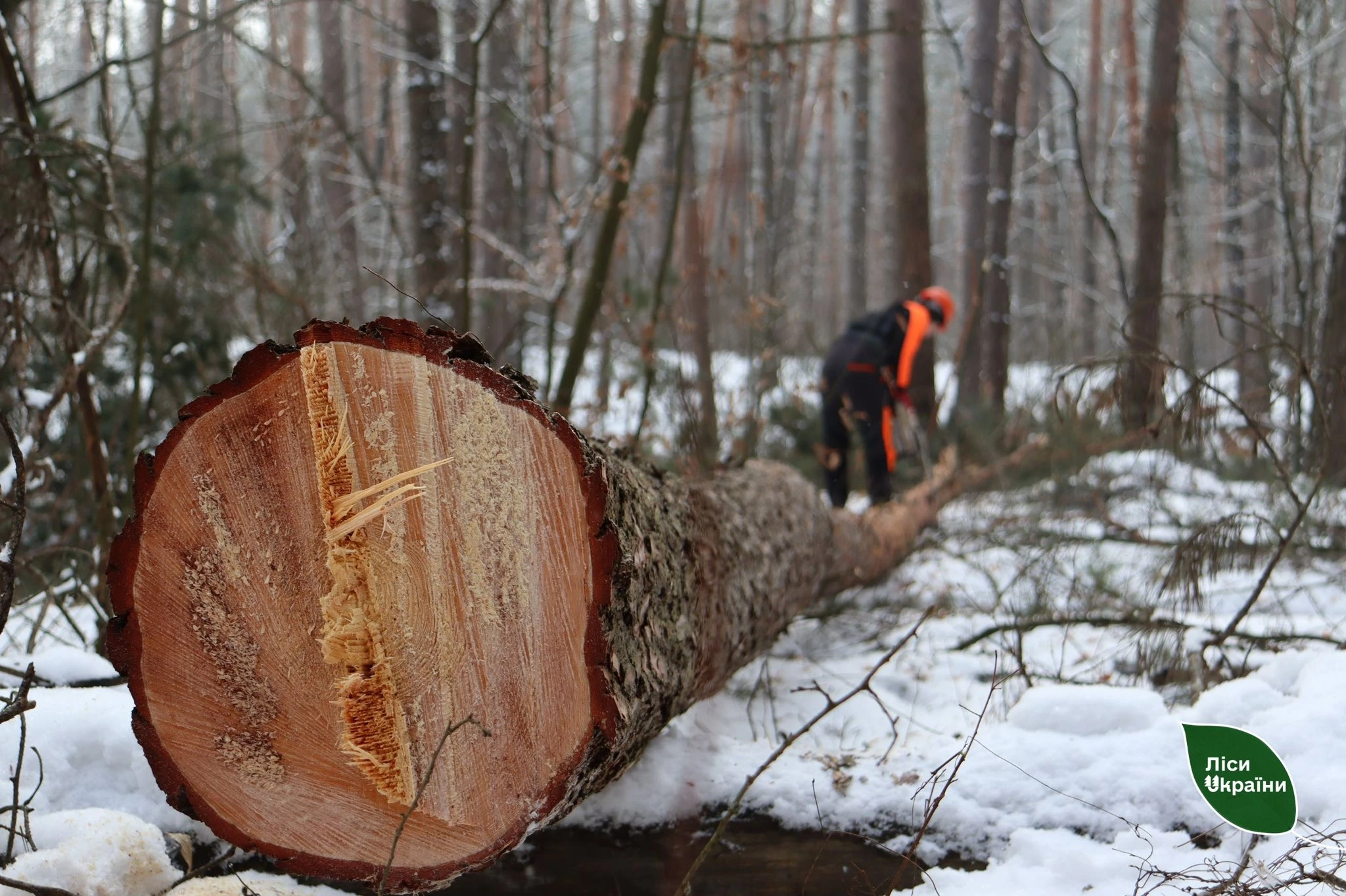 Надлісництва Черкаської області заготували 3,6 тис. кубічних метрів дров з початку року
