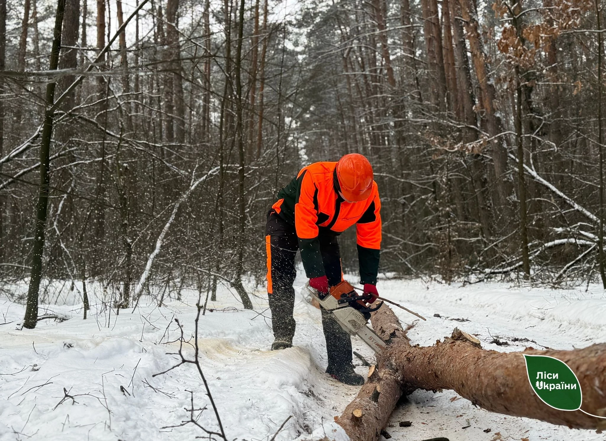 Надлісництва Черкаської області заготували 3,6 тис. кубічних метрів дров з початку року