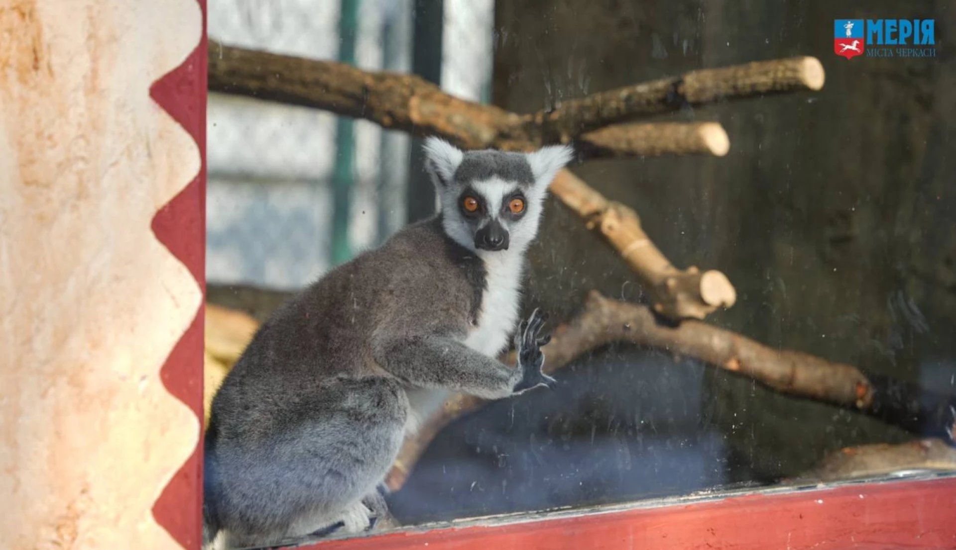 Як зимують тварини у Черкаському зоопарку. Фото