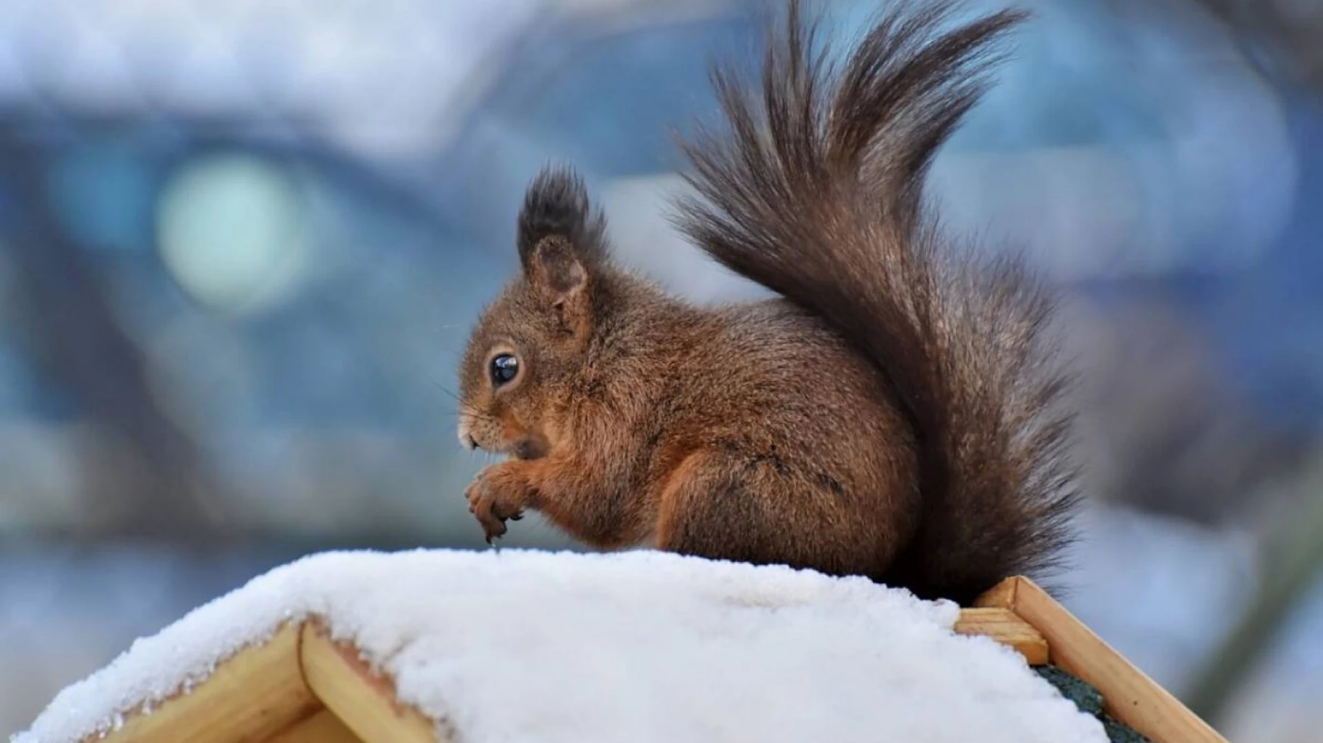 Коли потеплішає в Києві та на Київщині: що кажуть синоптики