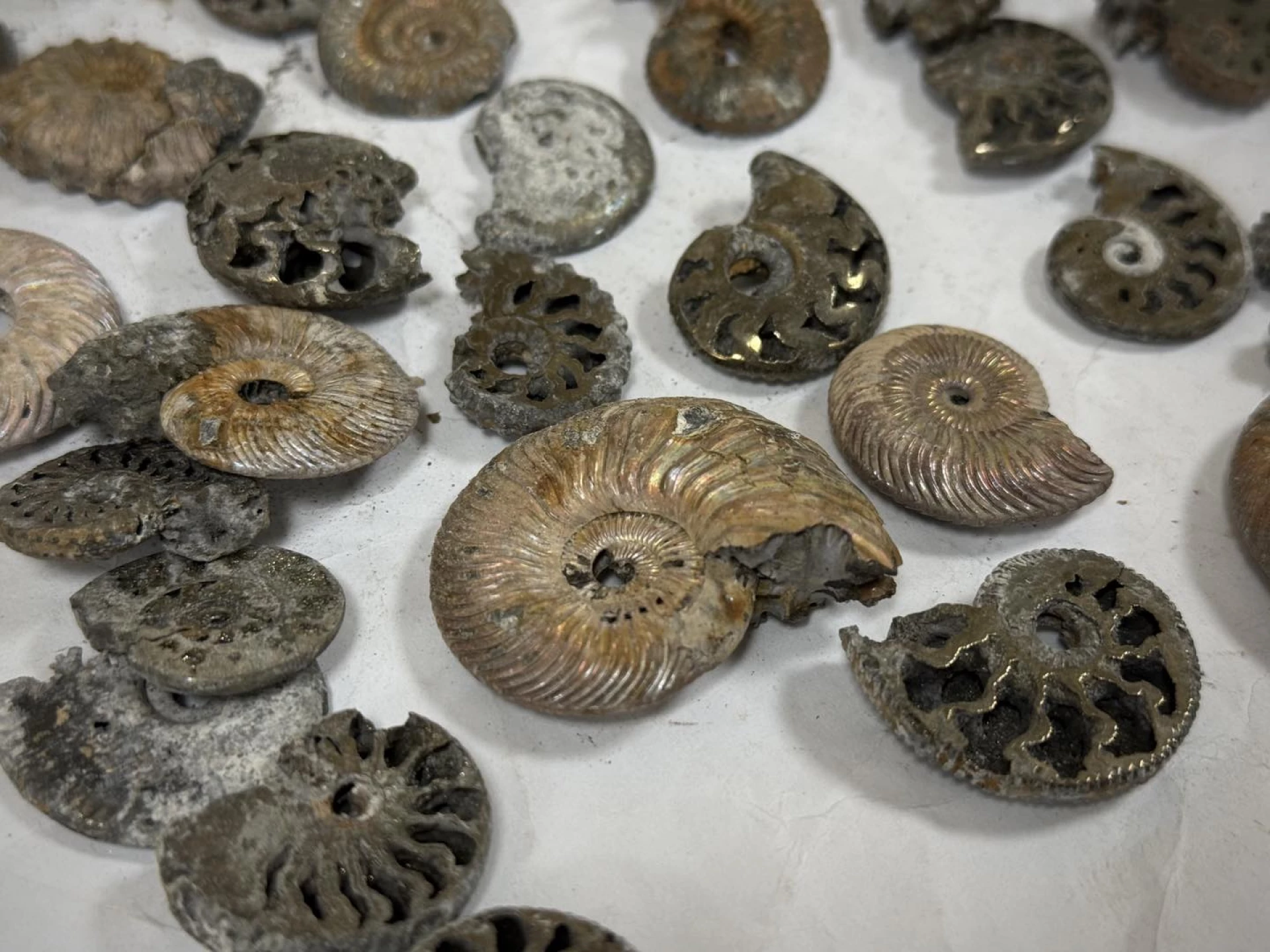 Київські митники передали до музею зуб мамута та скамʼянілості віком понад 400 млн років