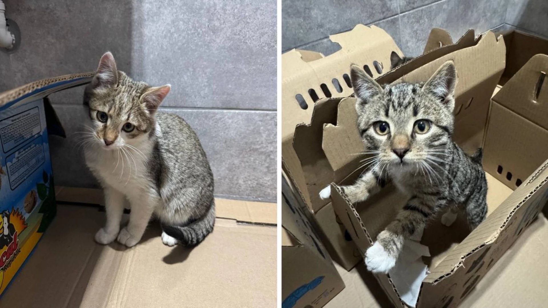 У Черкасах прилаштовують котів, евакуйованих із Краматорська