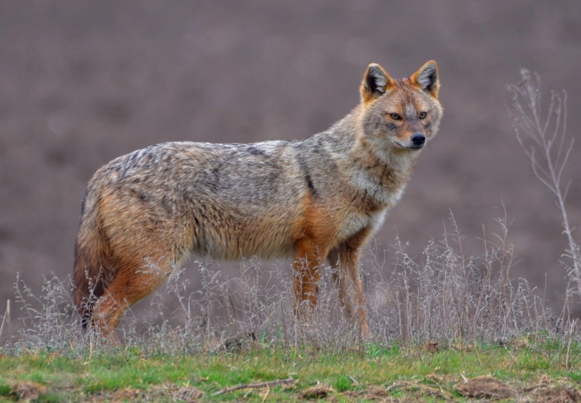 У Черкаські області застрелили 5 шакалів, їх чисельність стрімко зростає