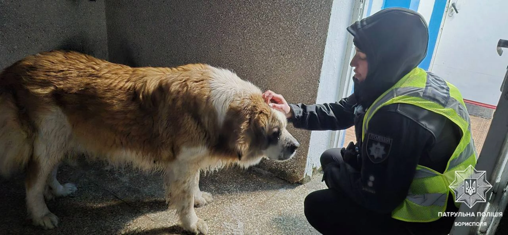 У Борисполі патрульні повернули загубленого собаку додому