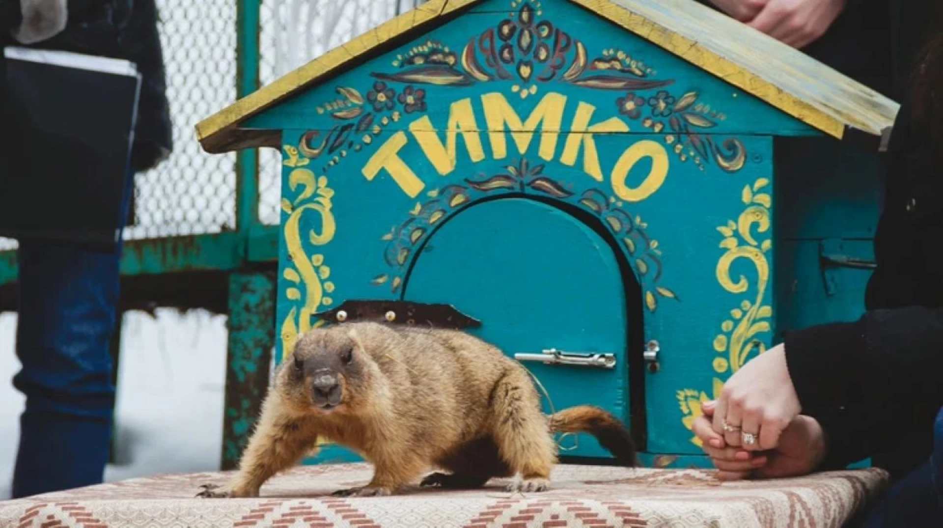 Коли в Україні настане весна: бабак Тимко дав свій прогноз