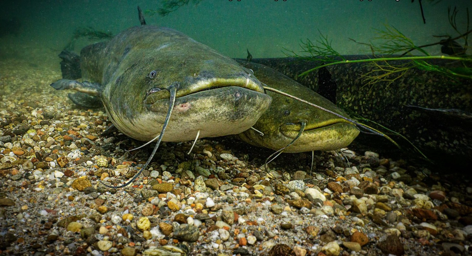 Зимувальні ями в Черкаській області: де безпечні місця для зимової ловлі