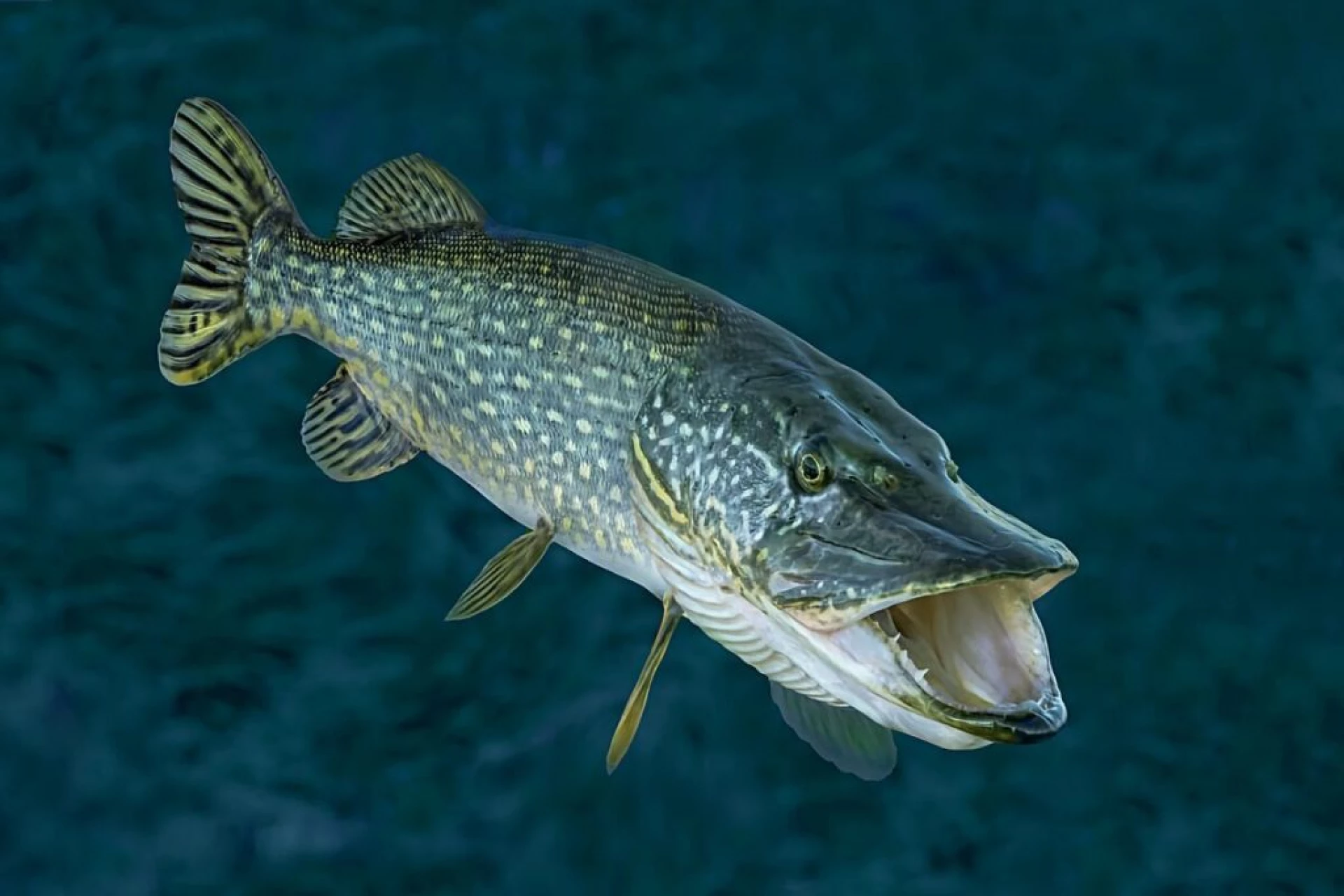В Україні запроваджують заборону на вилов щуки